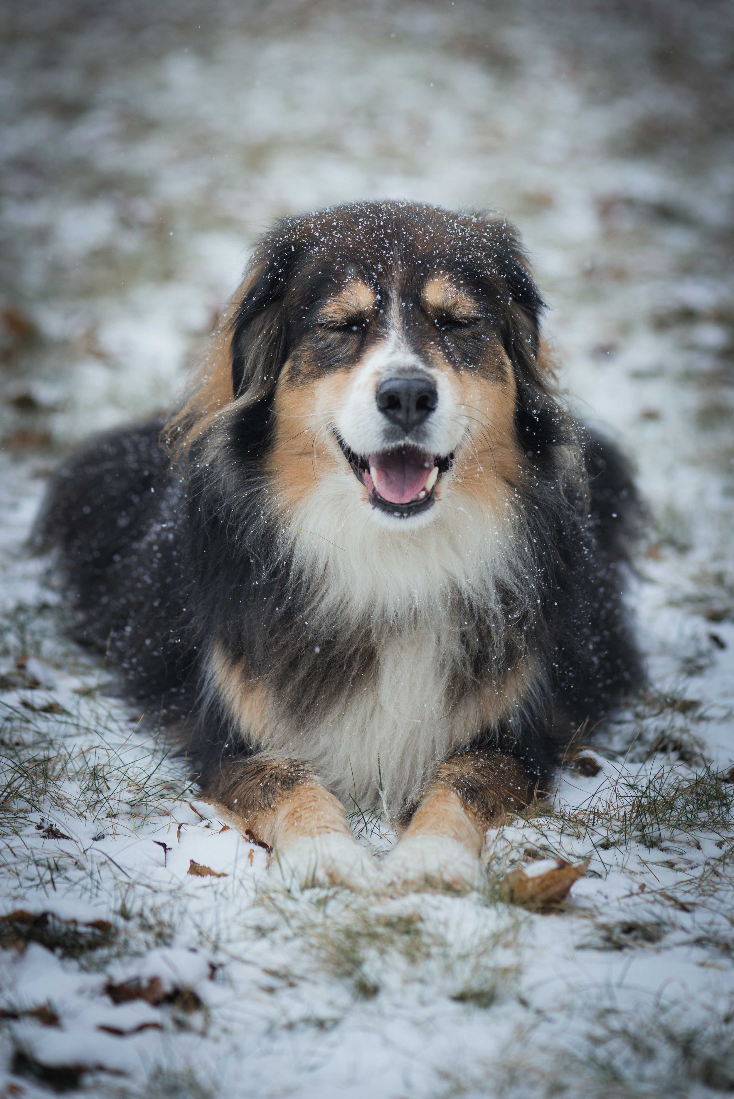 Glücklicher Hund, der im Schnee liegt, mit geschlossenen Augen und einem offenen Mund, Schneeflocken im Fell.