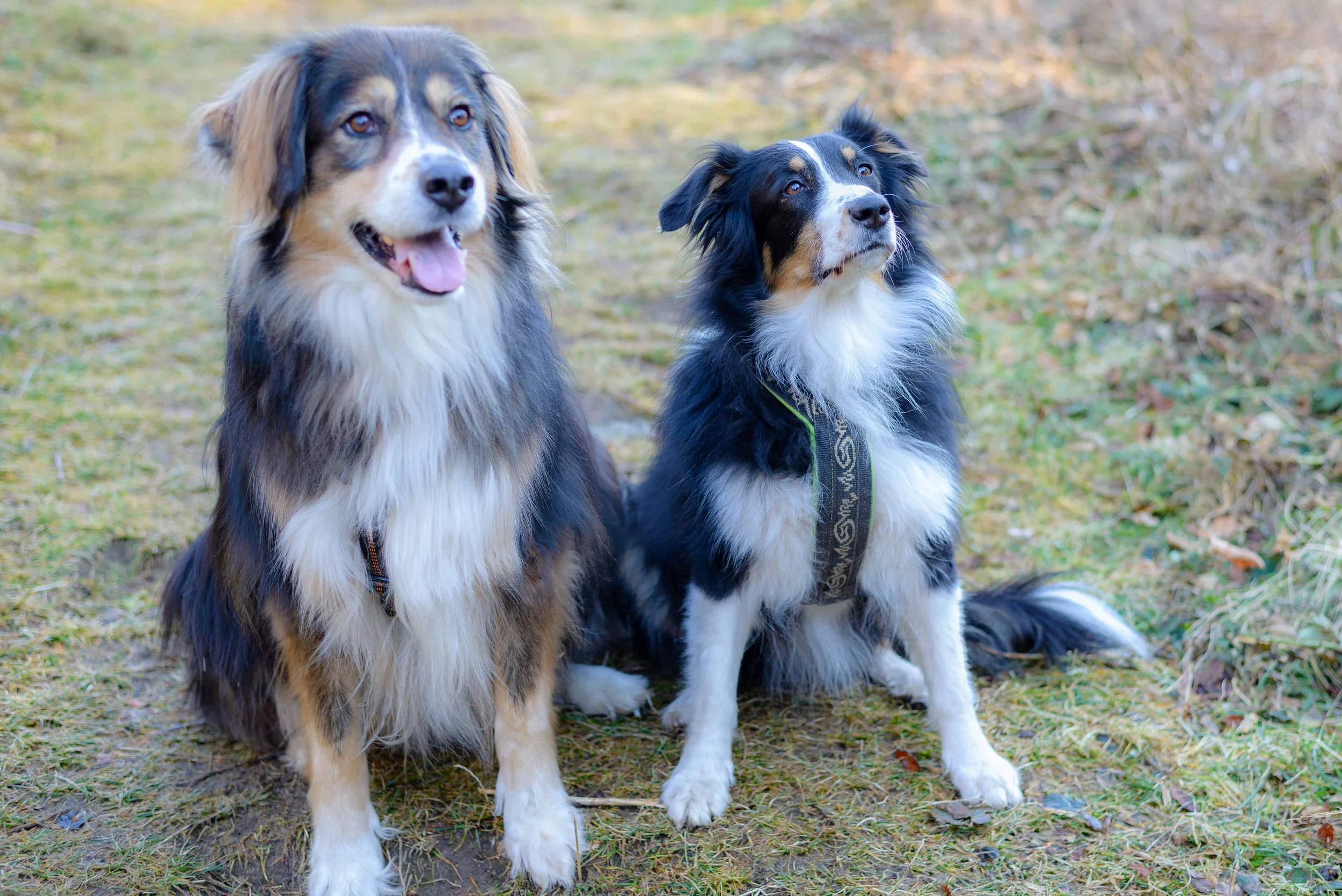 Hundefotografie von Günther Reissner