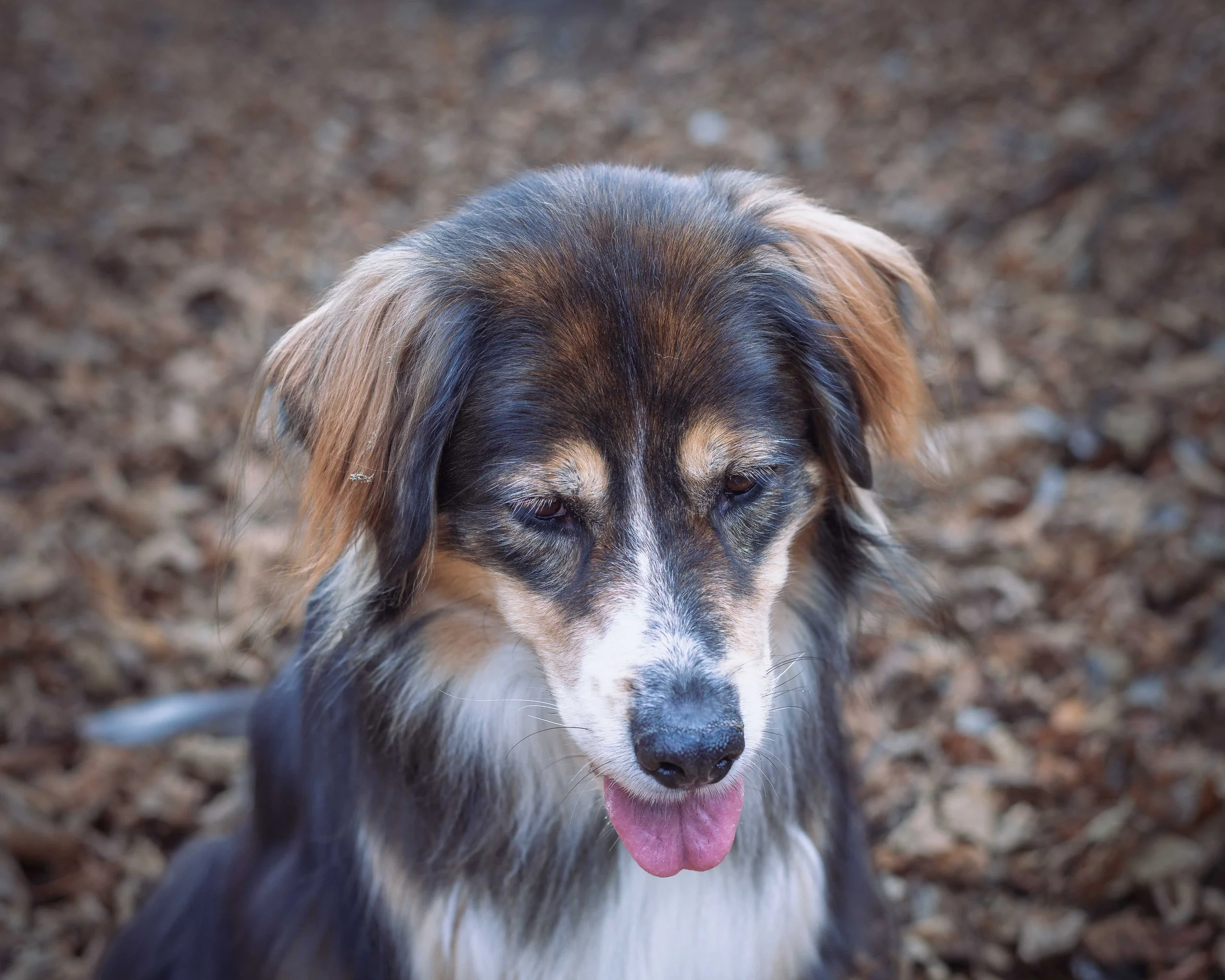 Ein bunter Hund mit schwarzem, braunem und weißem Fell, der im Freien auf einem Boden aus Laub sitzt und die Zunge herausstreckt.