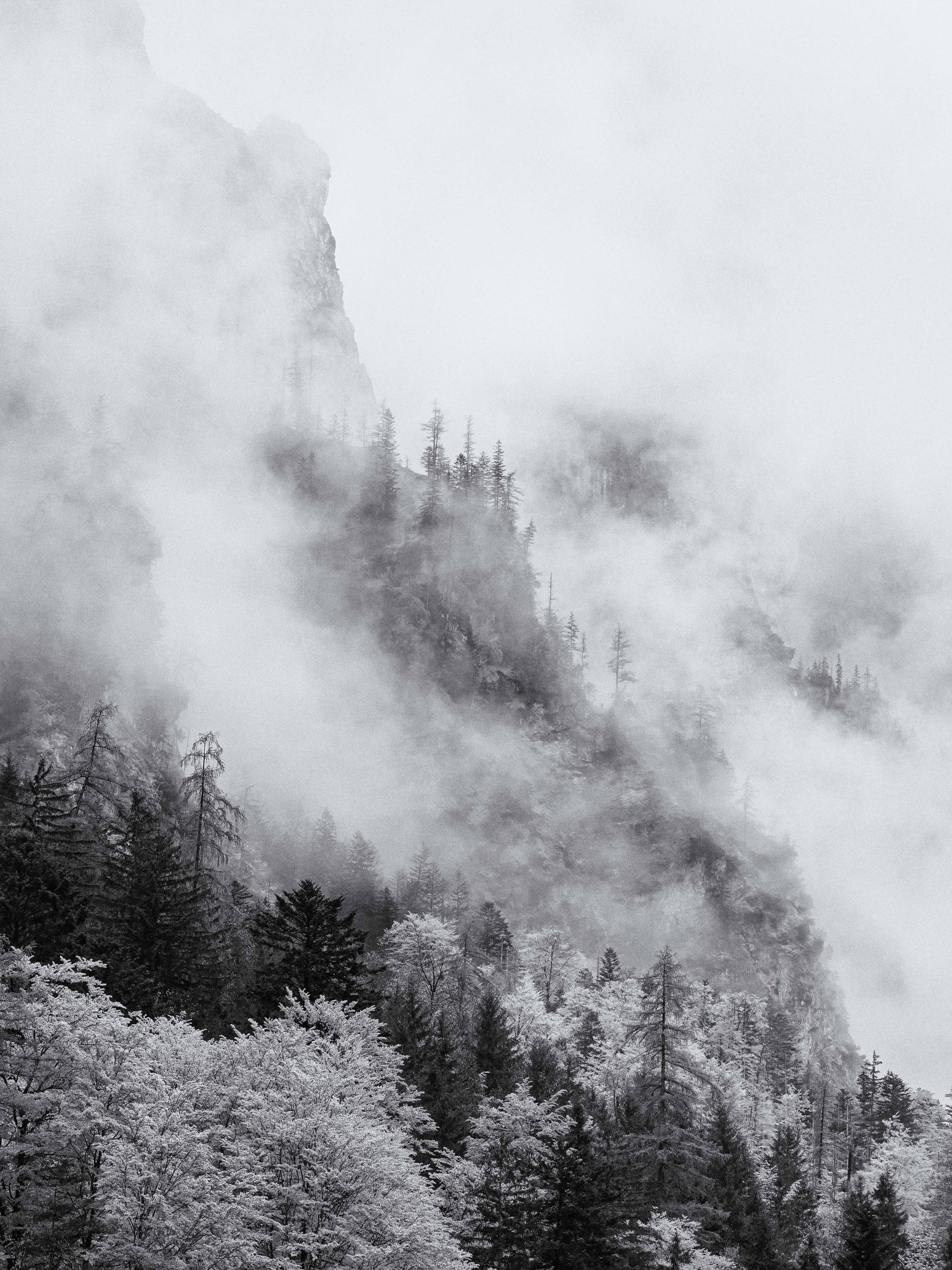 Berg mit Nebel und Schneebedeckten Bäumen im Vordergrund