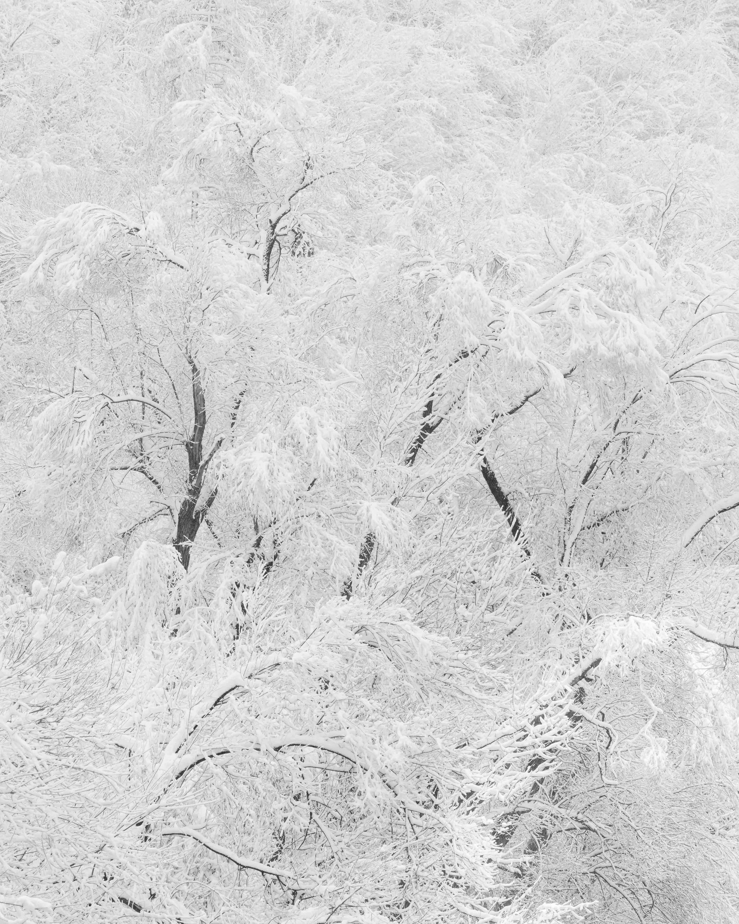 VerschneiteBäume und Äste im Winter