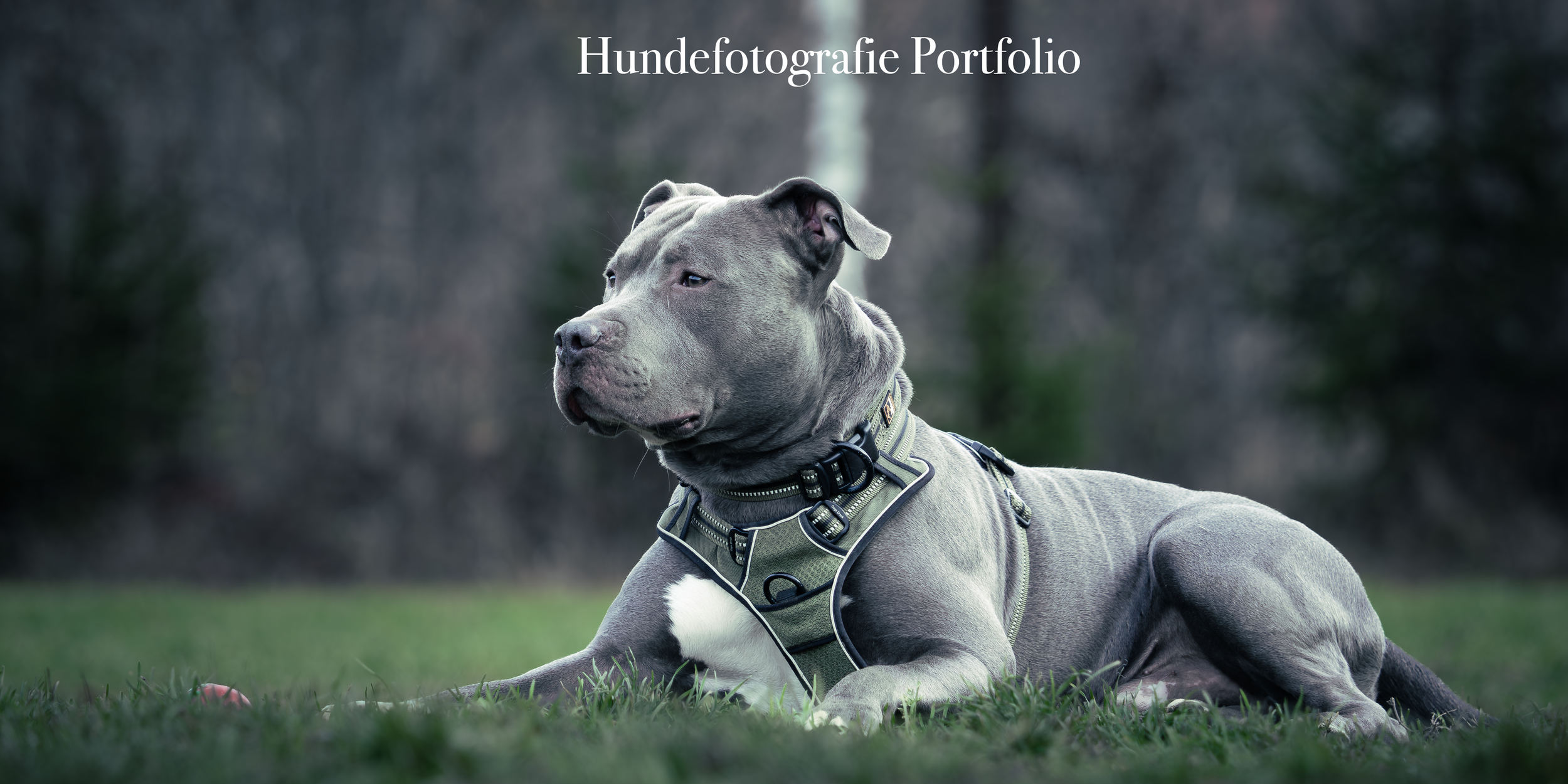 Ein grauer Hund liegt auf dem Gras, trägt eine Hundeschutzweste, im Hintergrund Bäume, bewölkter Himmel.