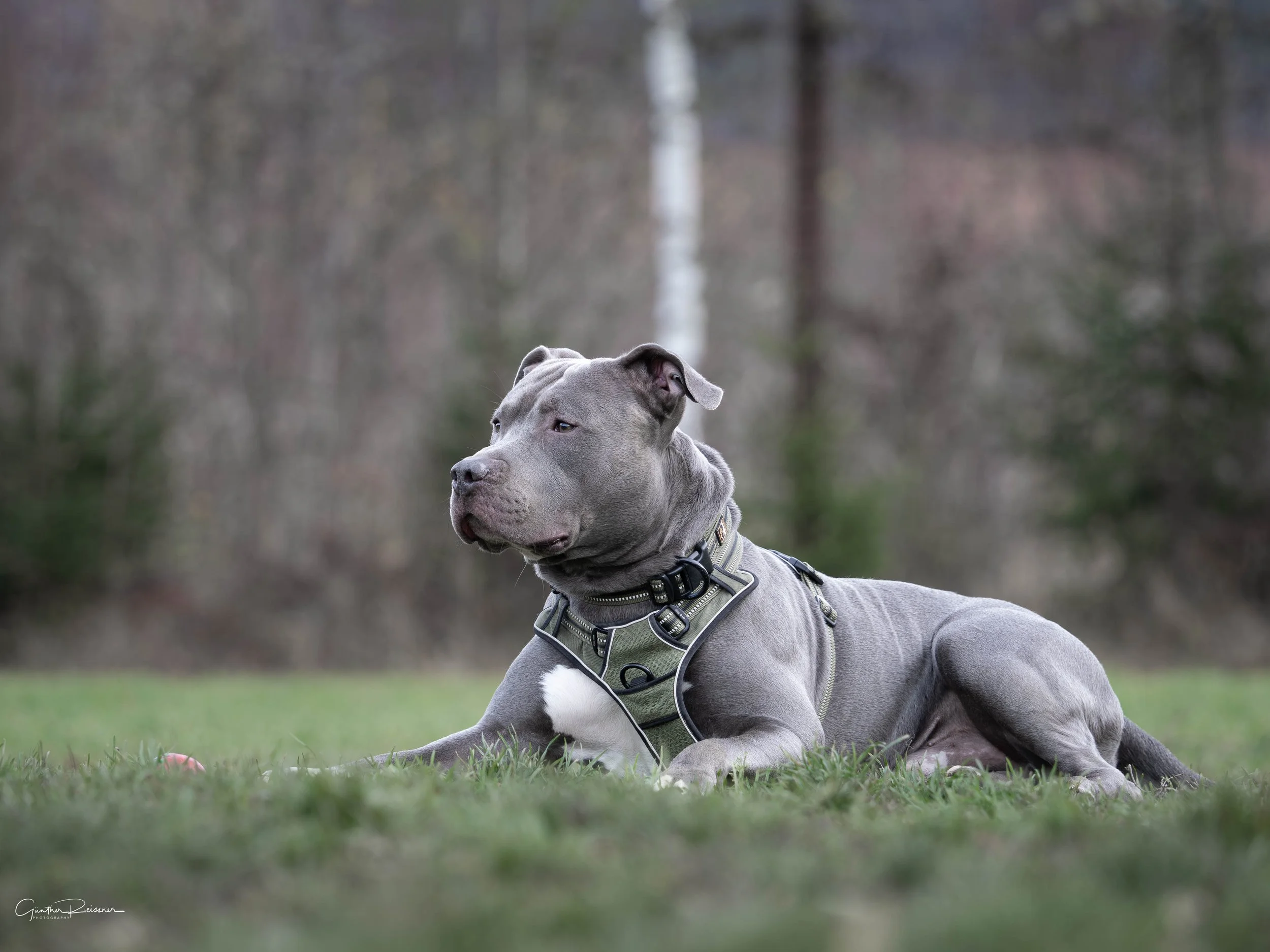 Ein grau-blauer Hund, vermutlich eine Pittbull, liegt auf grünem Gras im Freien, trägt ein Hundegeschirr, Blick zur Seite, unscharfer Hintergrund mit Bäumen.
