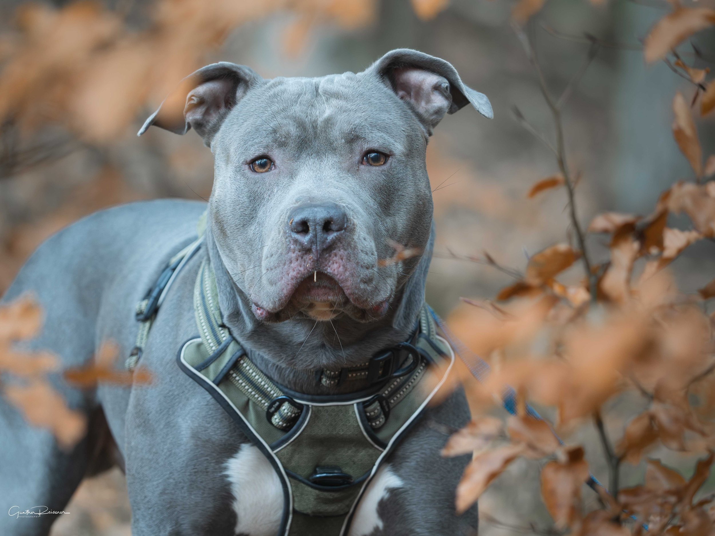 Hundefotografie Portfolio
