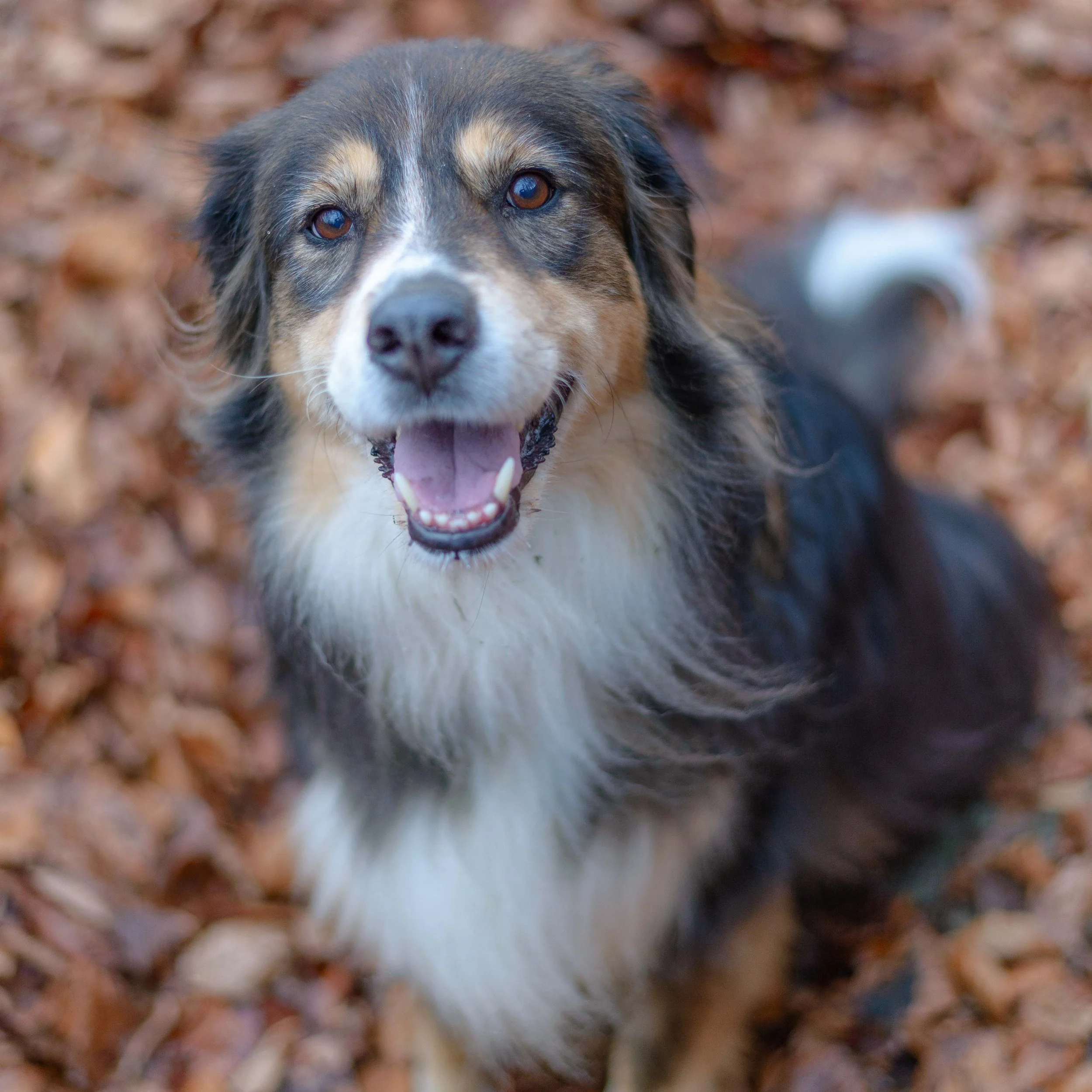 Lächelnder Hund mit braunem und weißem Fell, sitzt auf Herbstlaub, blickt in die Kamera.