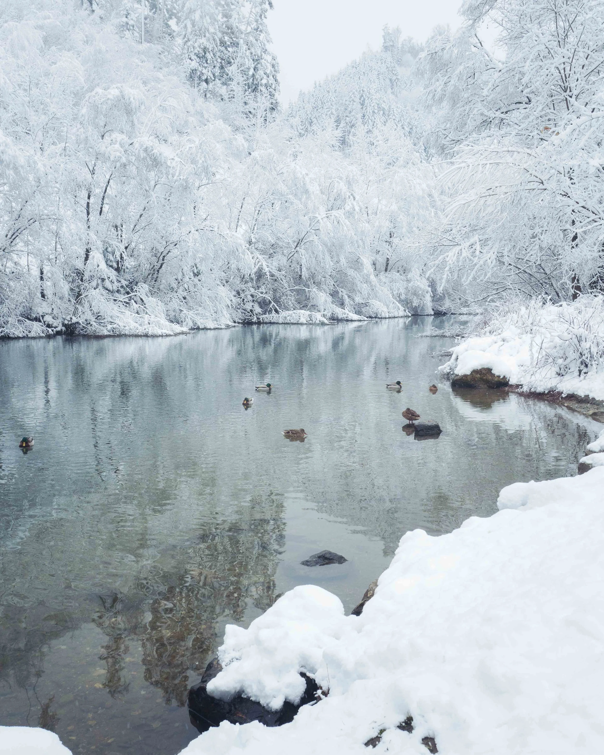 Ein verschneiter Fluss, umgeben von schneebedeckten Bäumen, mit madelfreundlichen Enten, die auf dem Wasser schwimmen.
