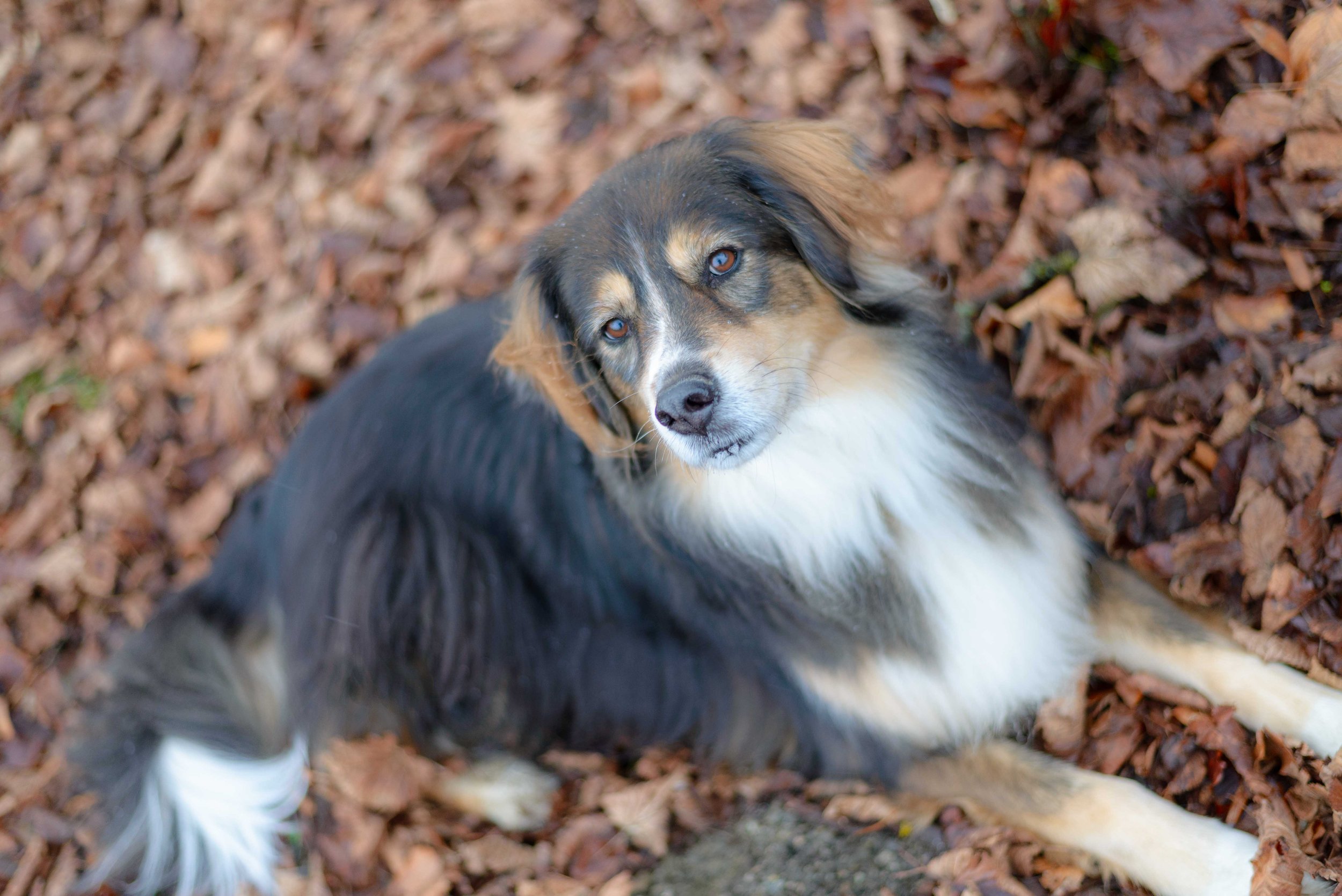 Ein Hund mit schwarzem, braunem und weißem Fell liegt auf einem Boden aus Laub im Freien.