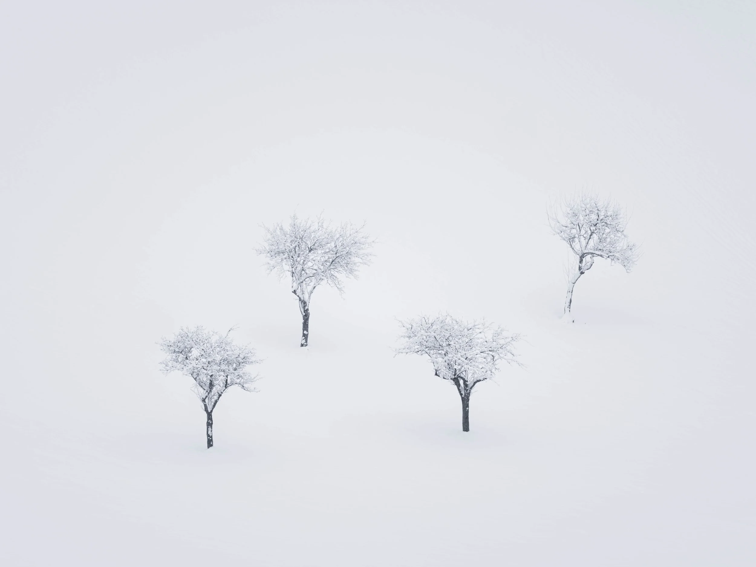 Fünf schneebedeckte Bäume in einer verschneiten Winterlandschaft