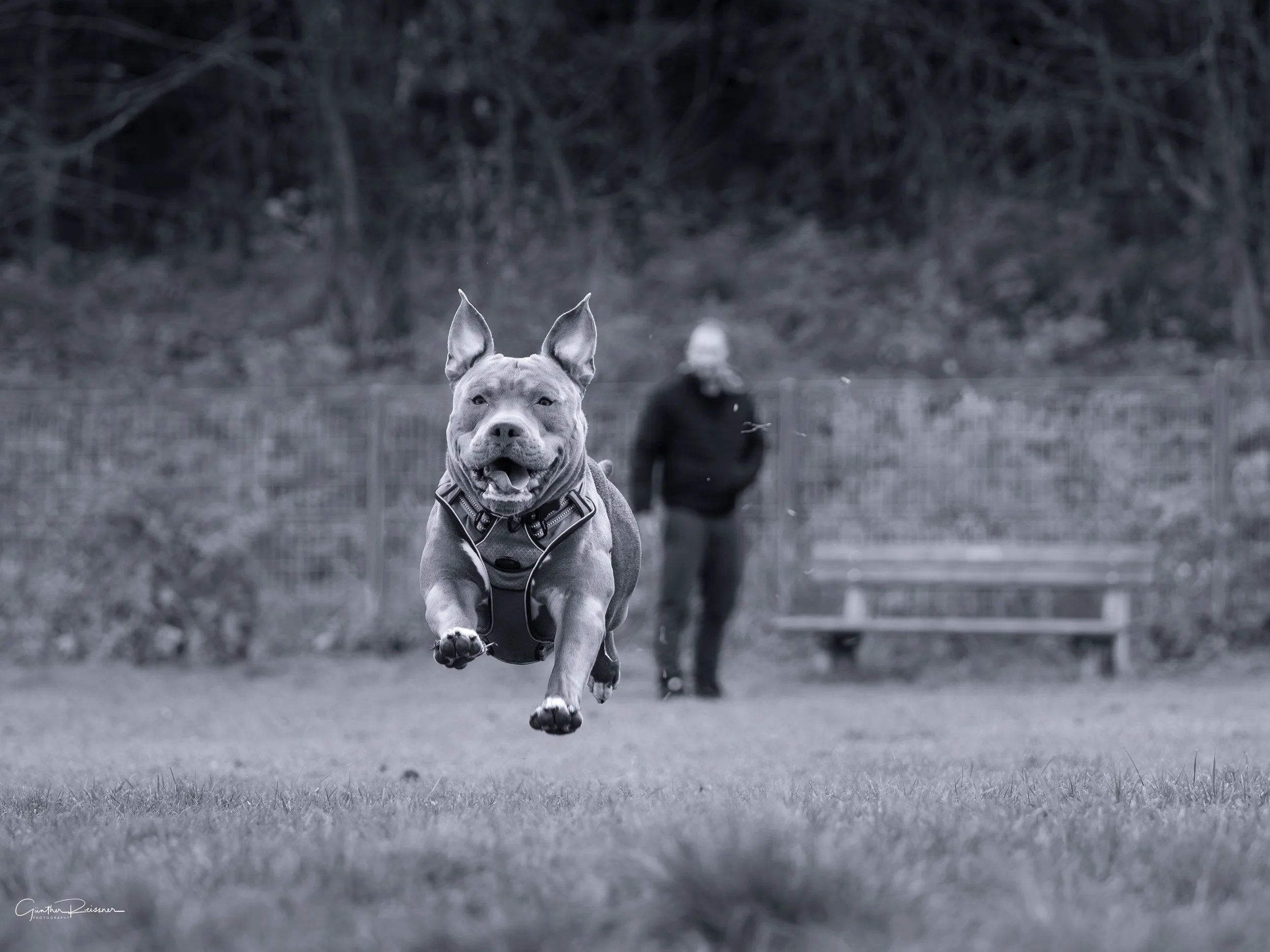 Ein Hund läuft freudig auf einer Wiese, im Hintergrund steht eine Person und ein Baum.