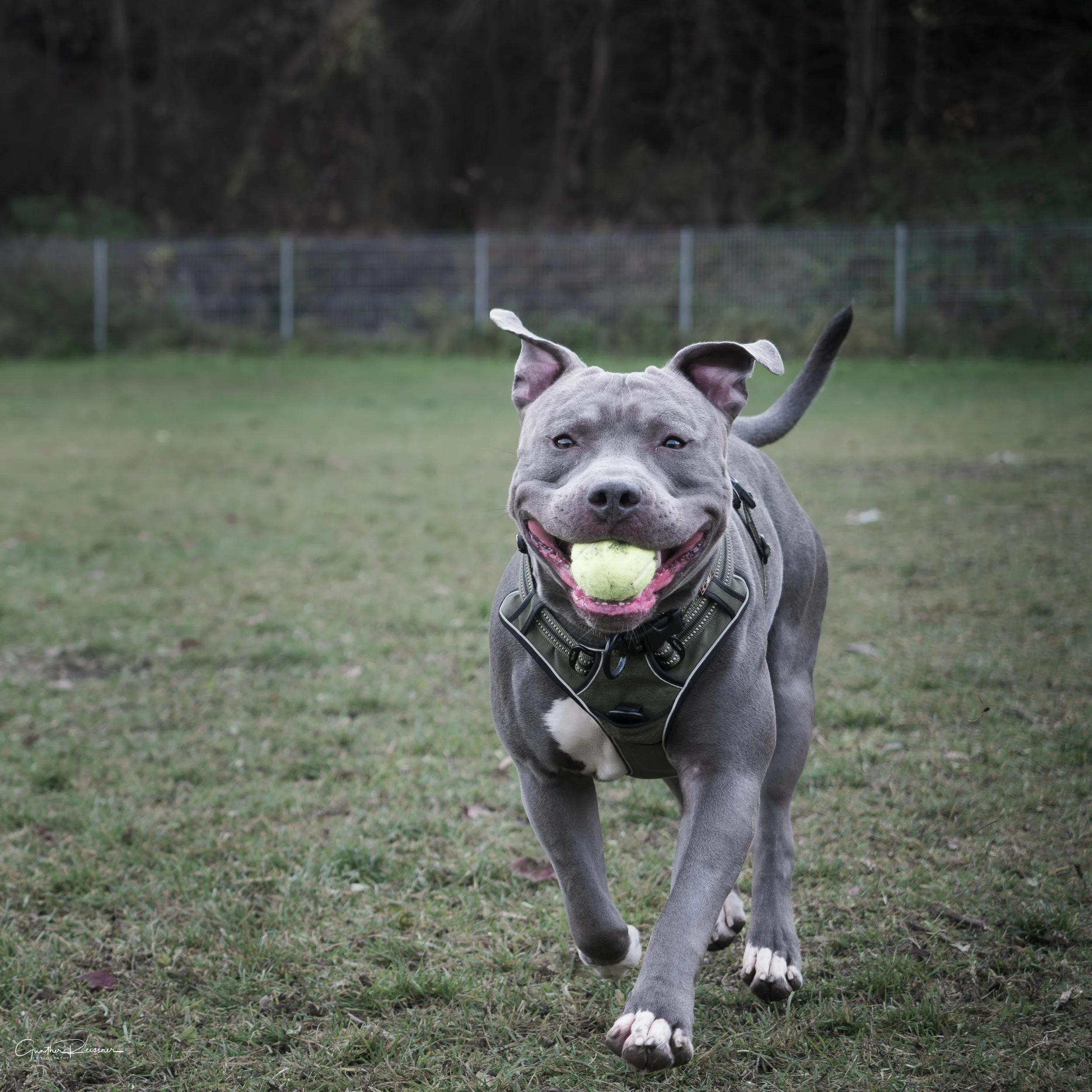 Ein grauer American Staffordshire Terrier läuft auf eine Wiese und trägt einen Tennisball im Maul.