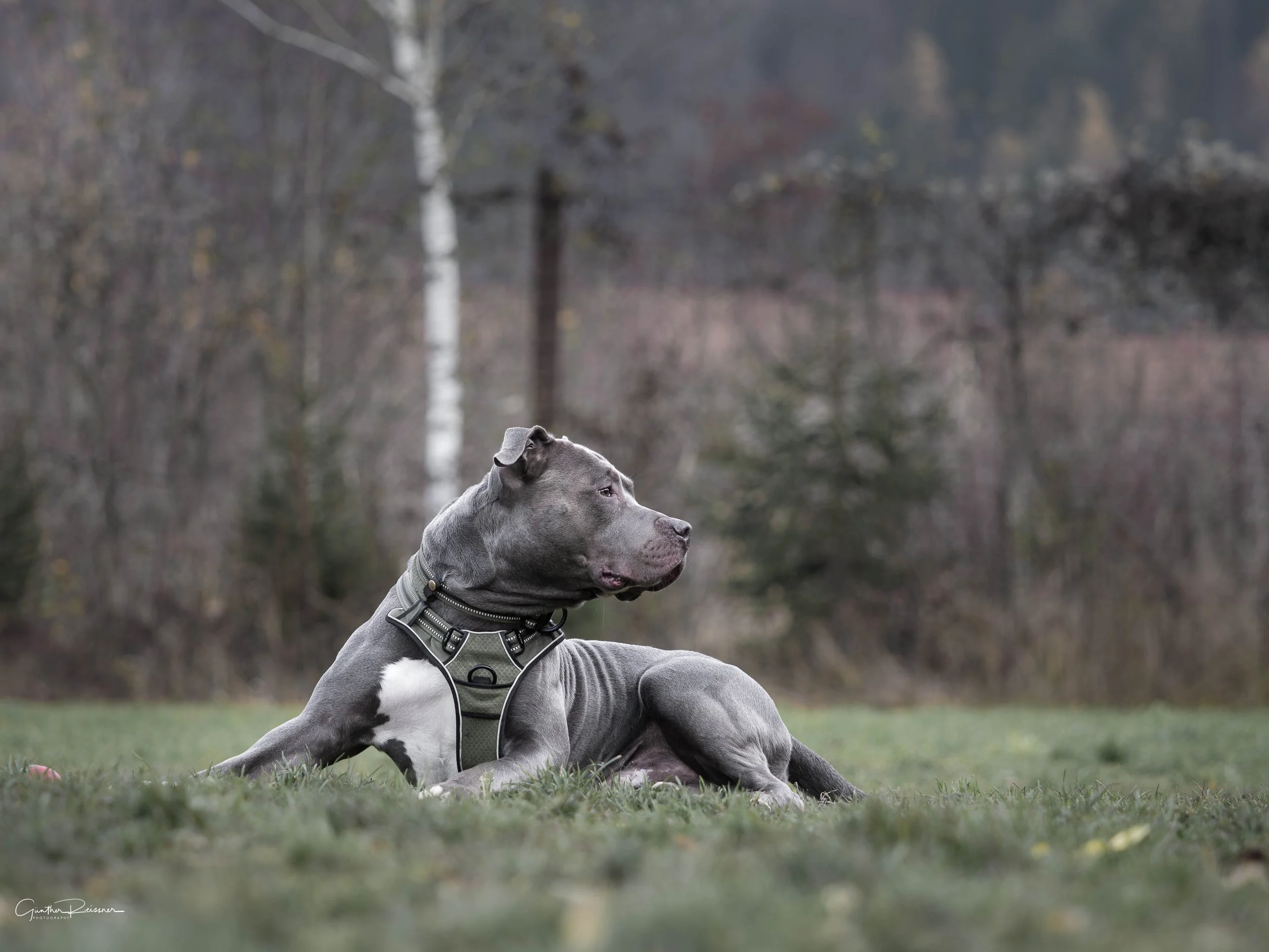 Ein grauer Hund liegt auf einer Wiese und schaut in die Ferne, im Hintergrund Bäume und ein bewölkter Himmel.
