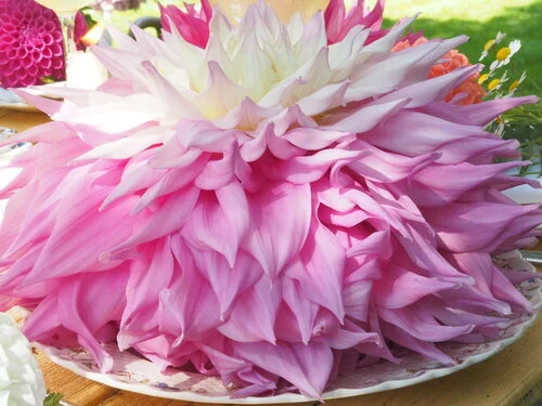 Fun with Dahlias