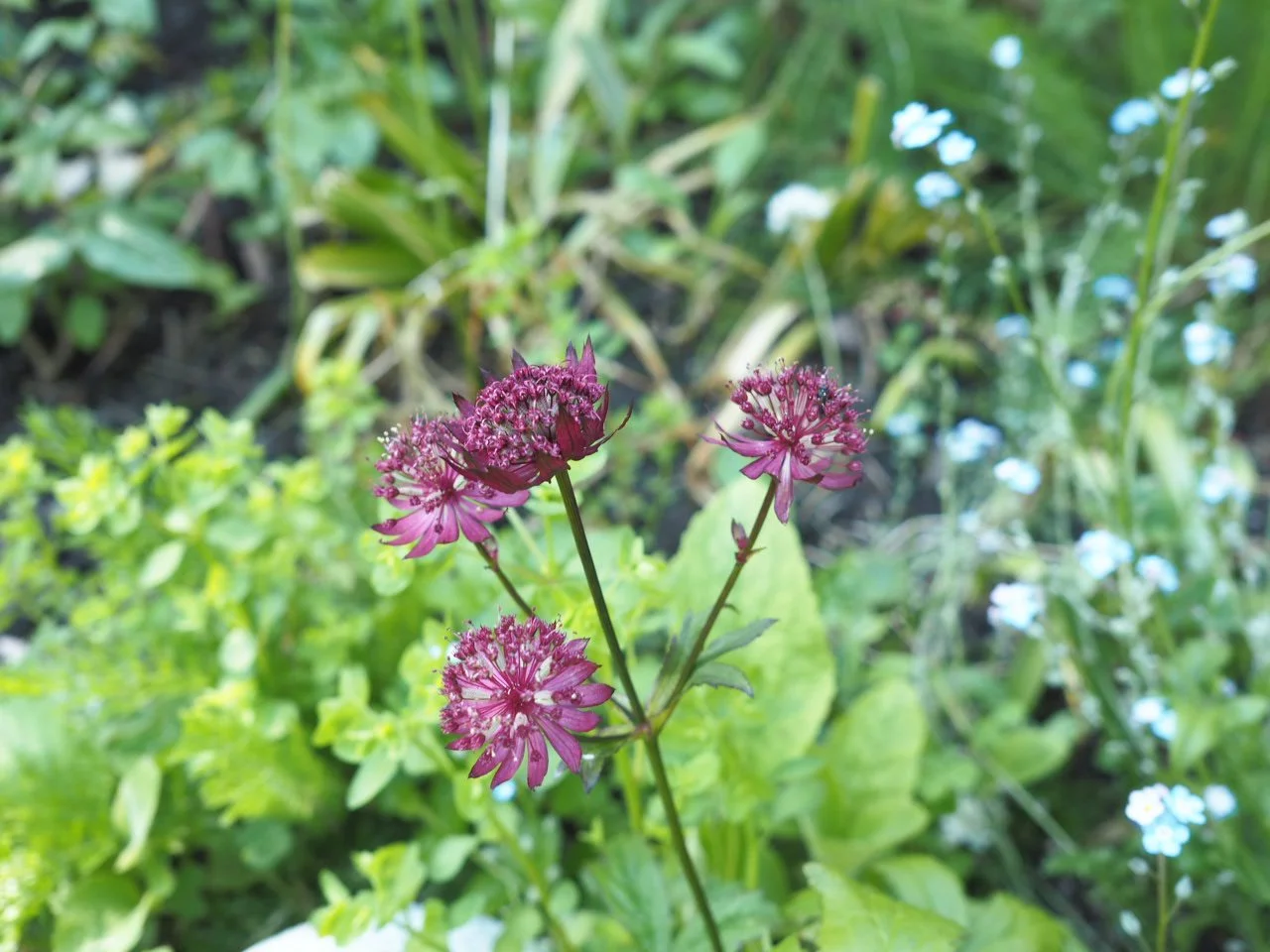 My first garden post from our new garden