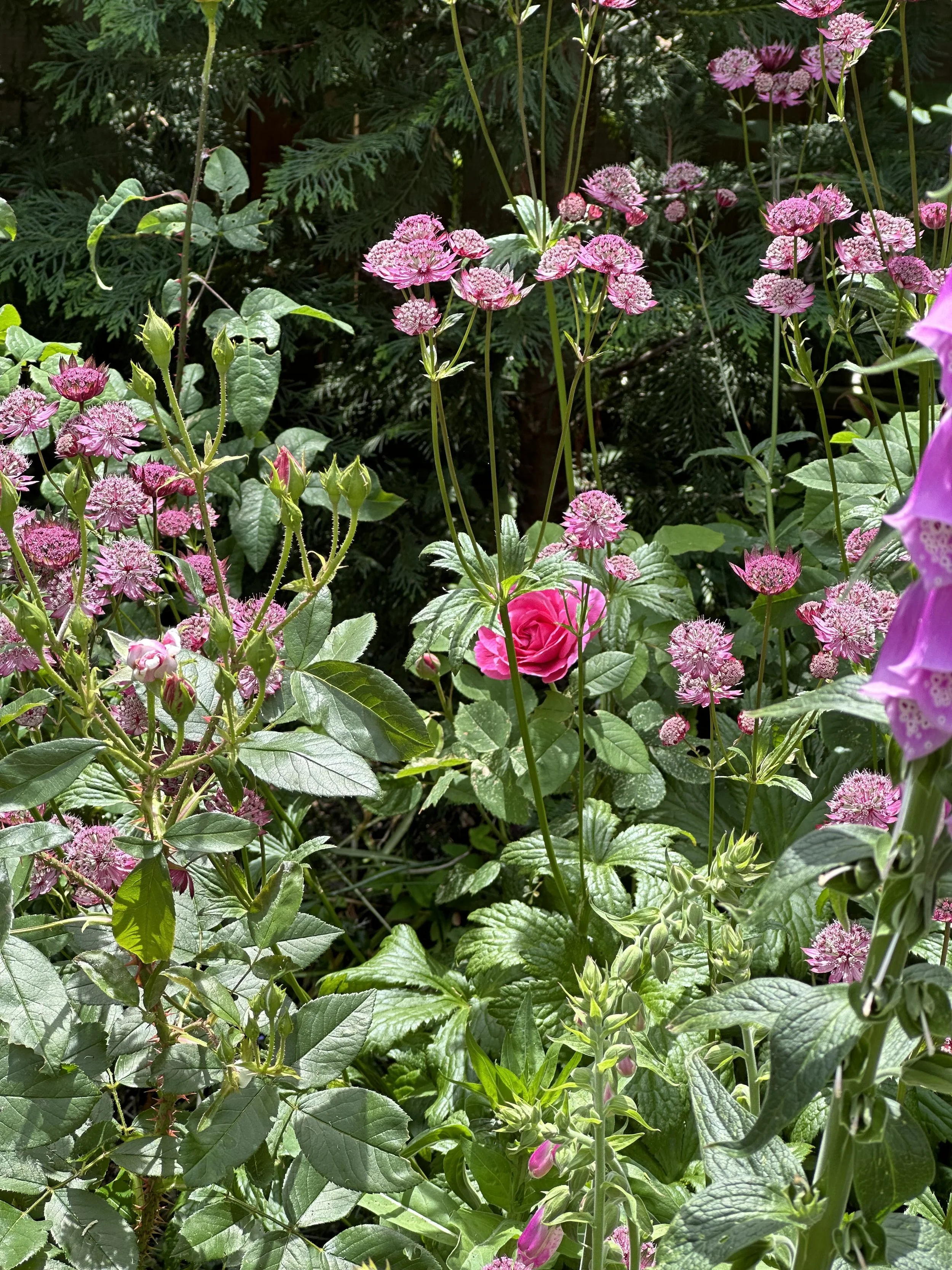 My Top Five perennials for a cottage garden
