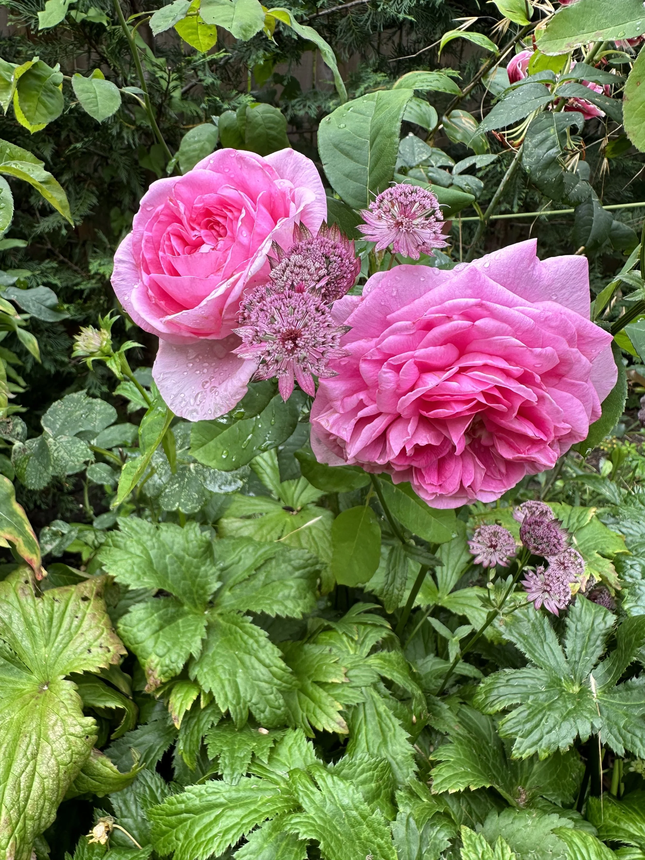 my garden highlights