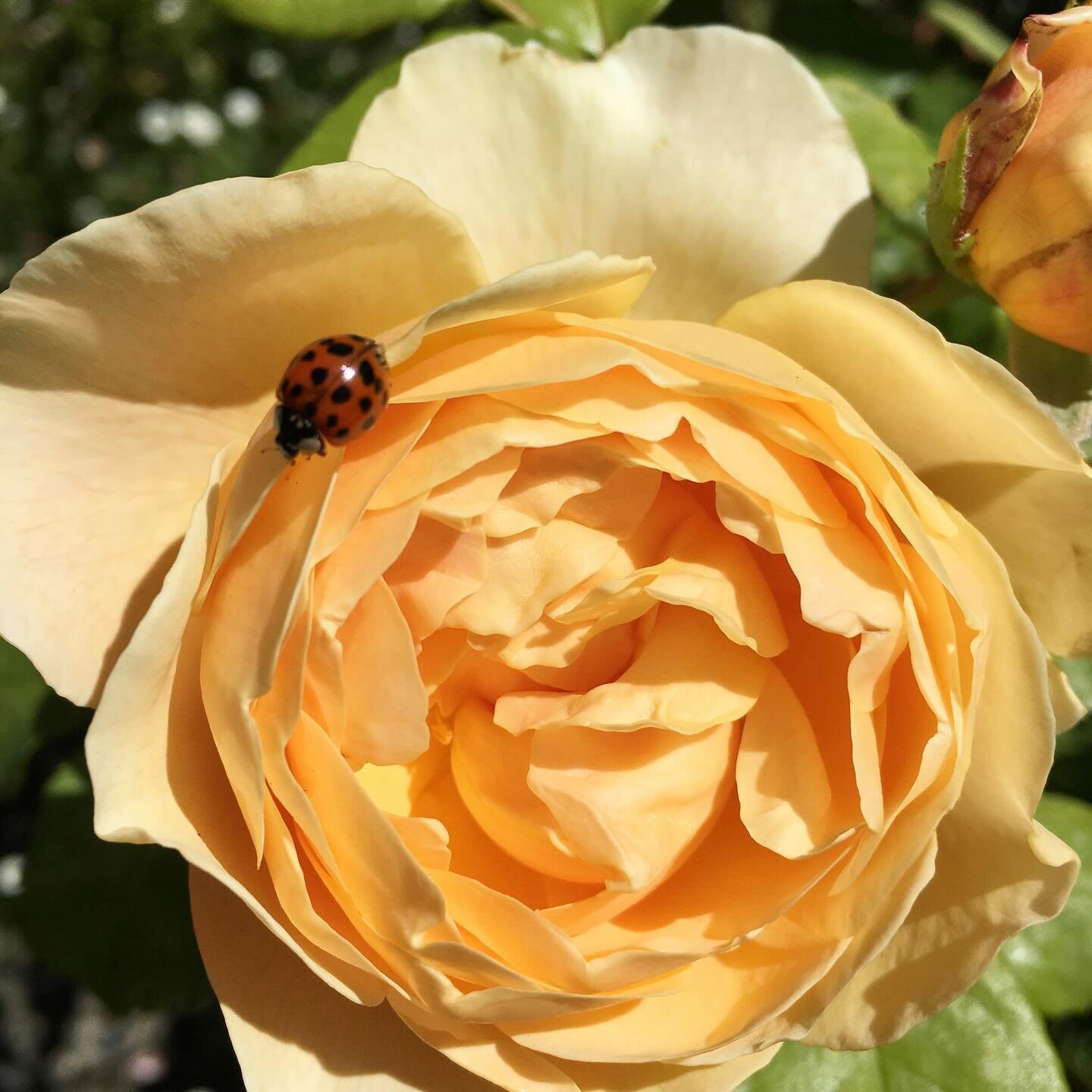 These are four of my favourite David Austin roses. I have many more. If you&rsquo;d like to know what these are and their characteristics have a peek at my blog post.  #davidaustinroses🌹 #englishroses #englishrose #cottagegardenstyle #scentedroses #