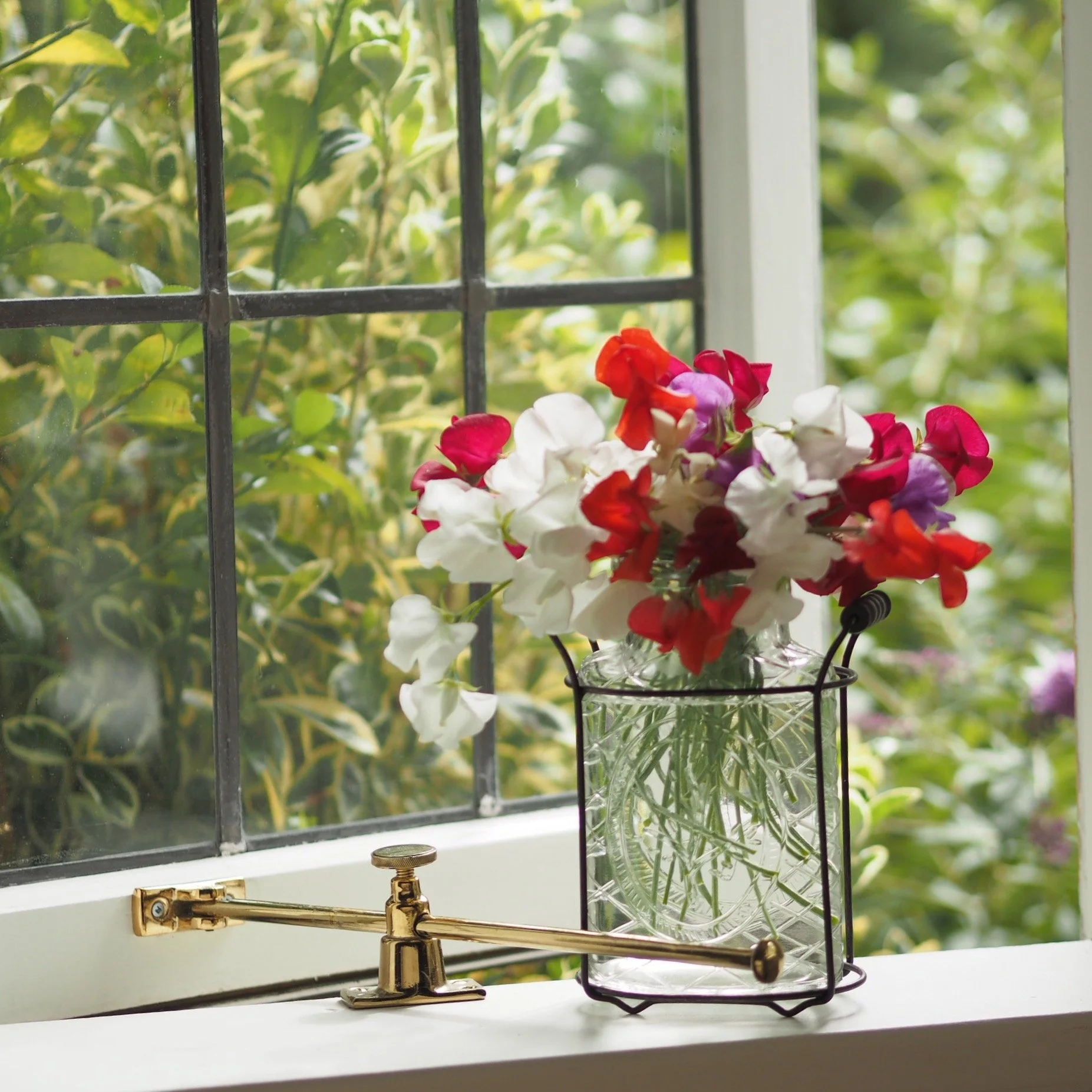 Sweet Peas - How to start these easy to grow beauties indoors now