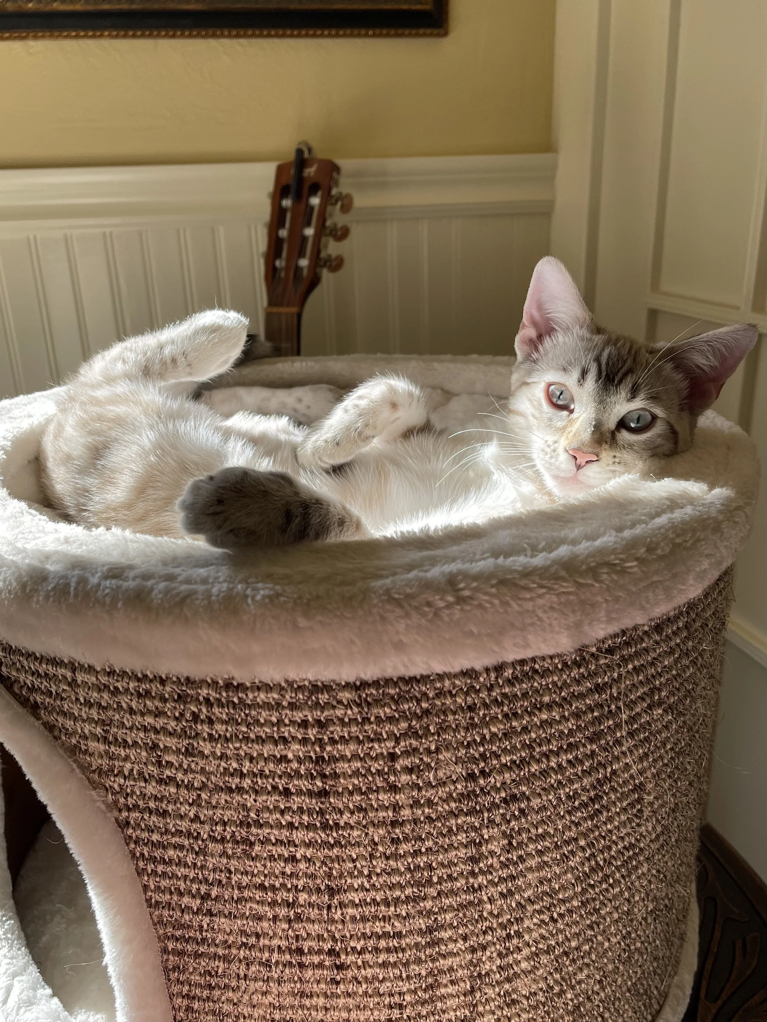 Our Bengal, Gracie.