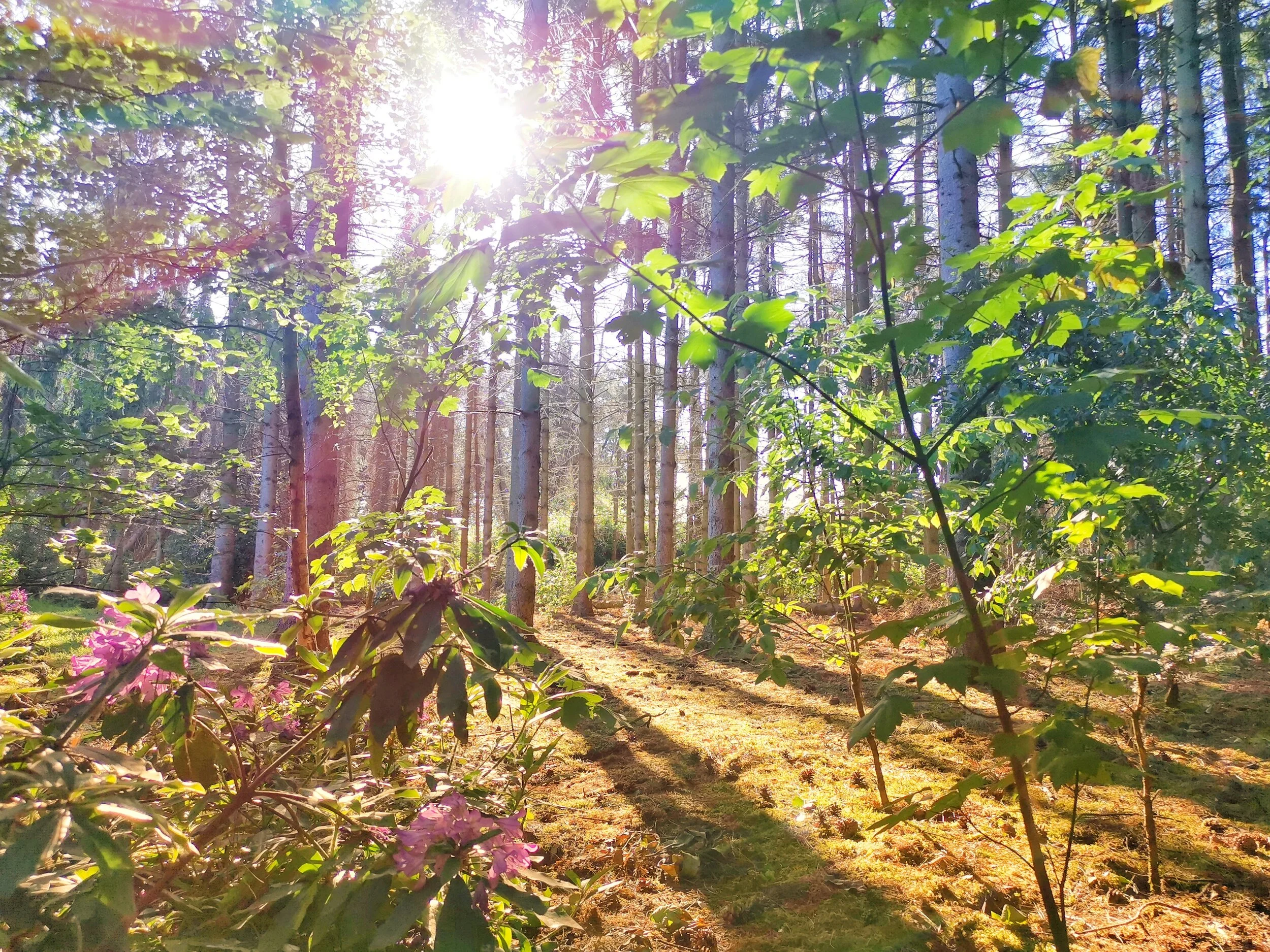 Ochtendlicht in de lente