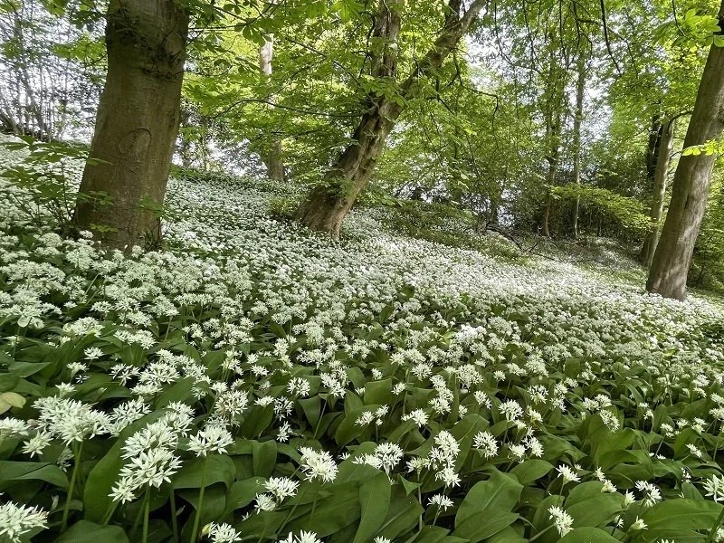 Wild Garlic Season is Here – Foraging &amp; Cooking with Nature’s Fresh Gift