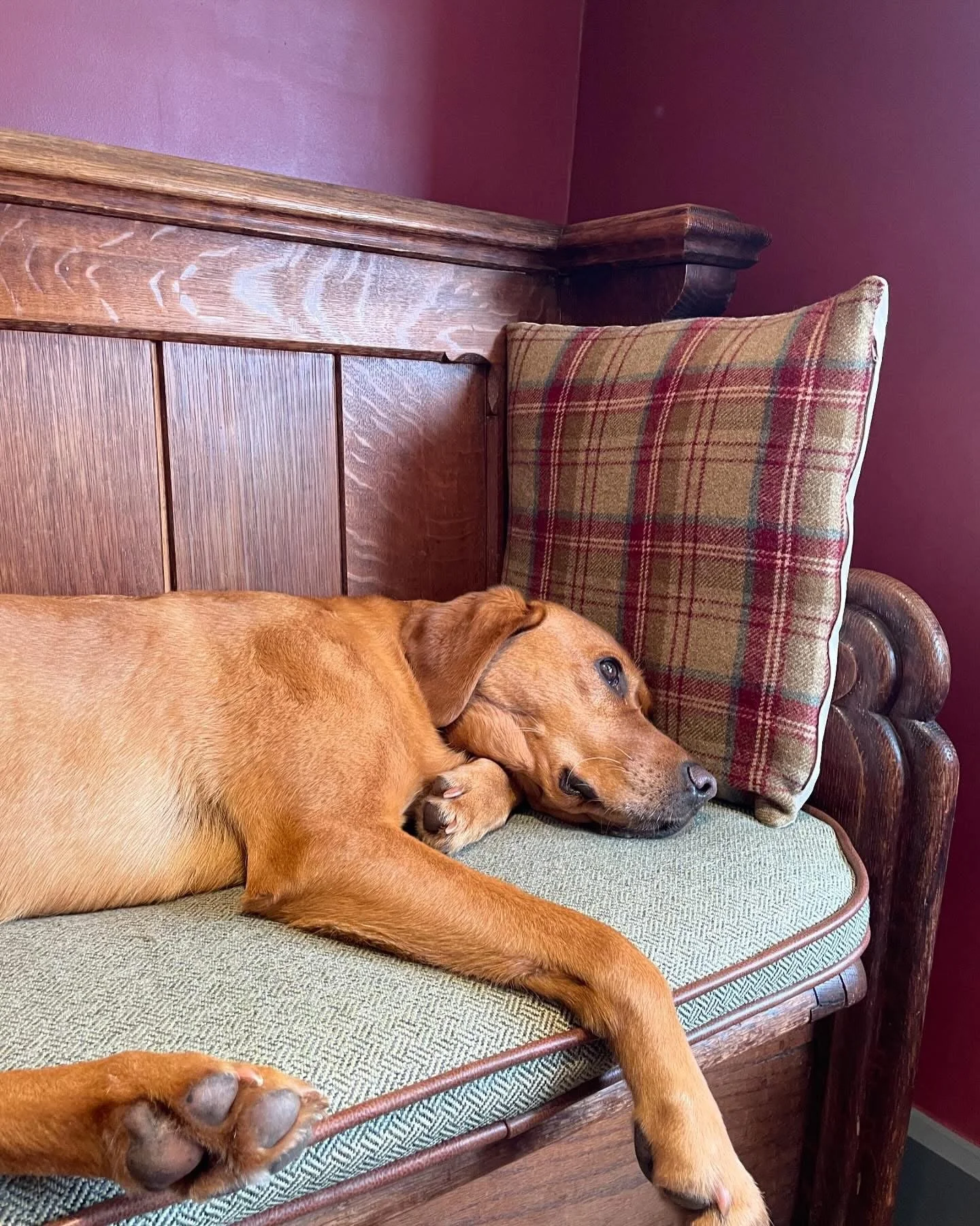 A brown dog lying on a cushioned wooden bench with a plaid pillow.