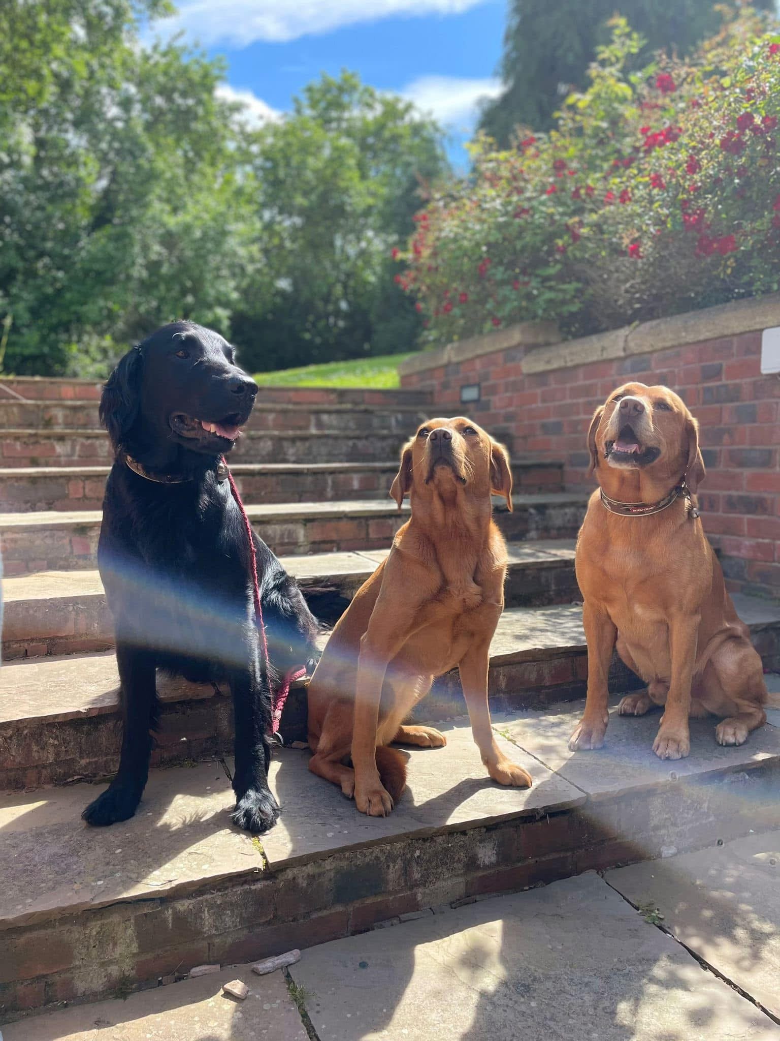 Three dogs sitting on outdoor stone steps, two are brown and one is black, surrounded by greenery and red flowers.