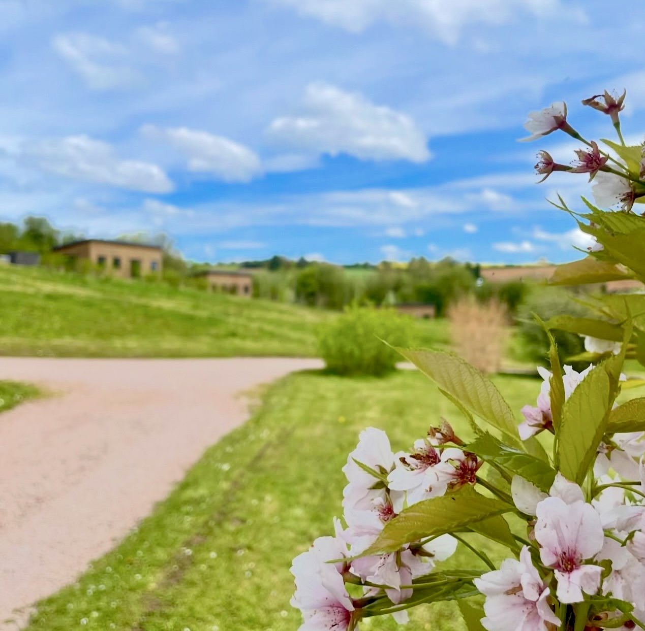 Cherry blossoms in foreground with a grassy landscape and distant buildings under a blue sky with clouds.