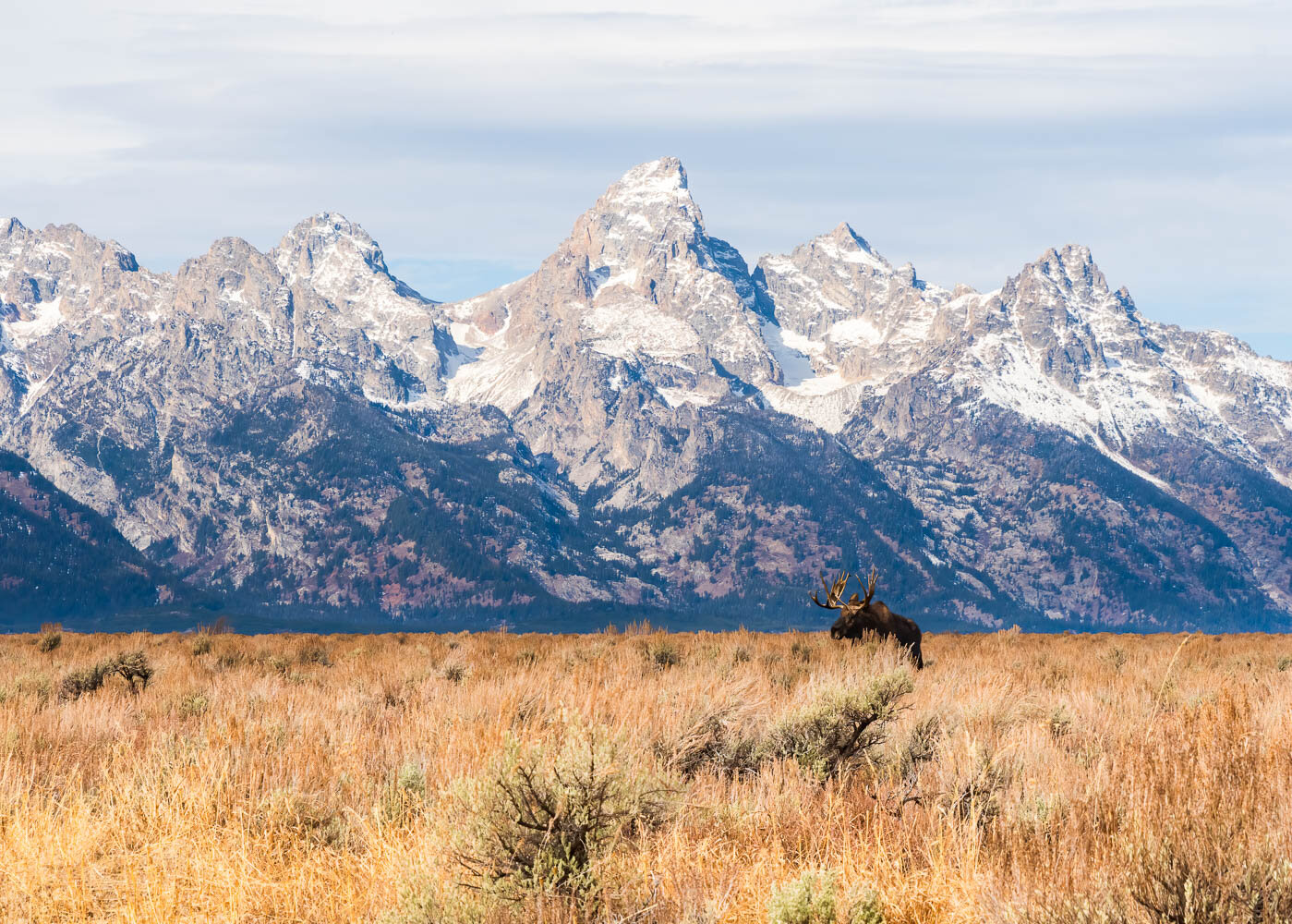 Moose in the Tetons