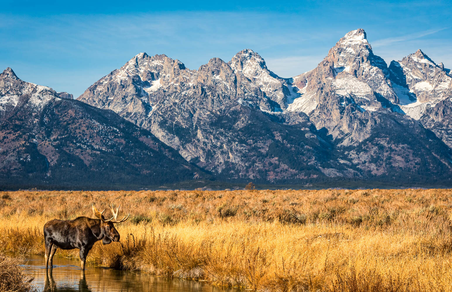 Teton Moose