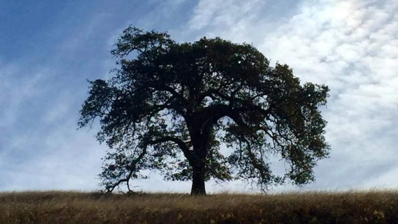 Lessons From a Splinter