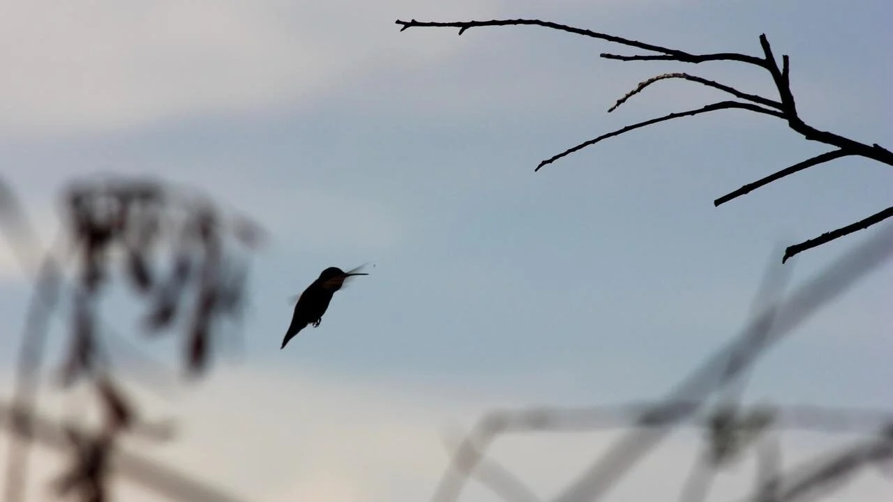 Can You Hear the Hummingbirds?
