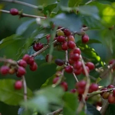 Cafe_Imports_Ethiopia_Heirlooms-2022-08-02-025913-2.jpg.webp