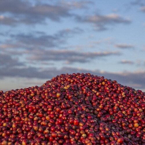 zambia3-crop.jpeg