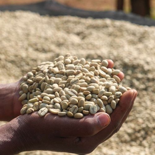 ethiopia-crop2.jpeg