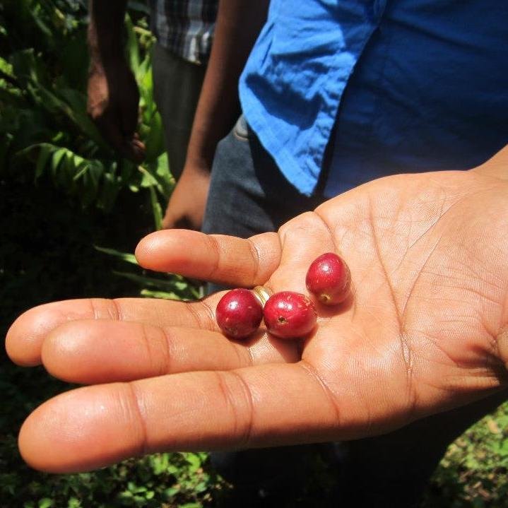 EthiopiaCoffeeCherries.jpeg