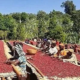 Cafe_Imports_Ethiopia_Banko_Gotiti-4-2022-04-29-191627%2B%25281%2529.jpg.webp