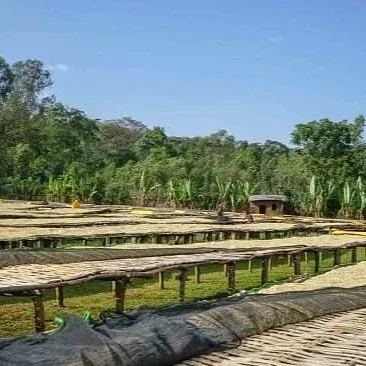 Cafe_Imports_Ethiopia_Yirgacheffe-2022-01-28-151719.jpg.webp