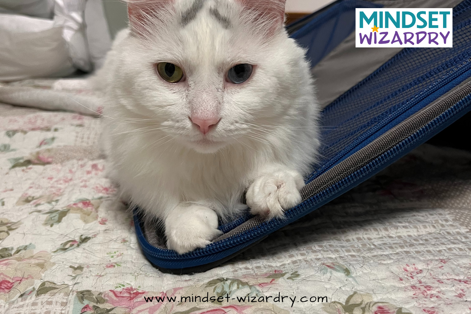 Planes, Paws, and Paperwork: A Lesson in Flexibility