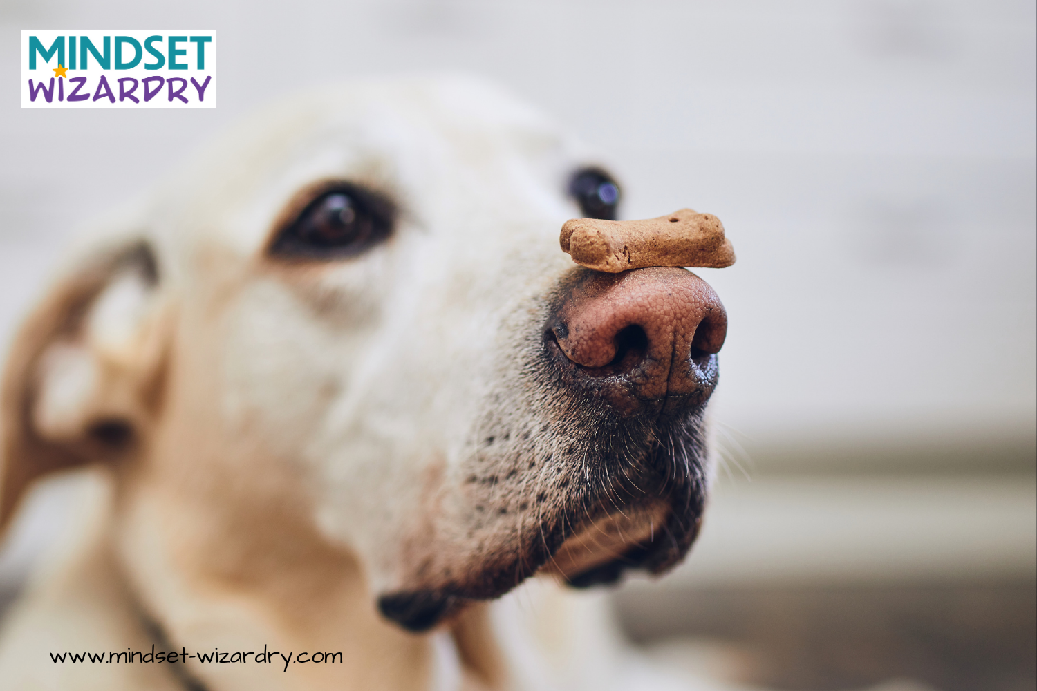 Carnival Countdown - an Exercise in Patience