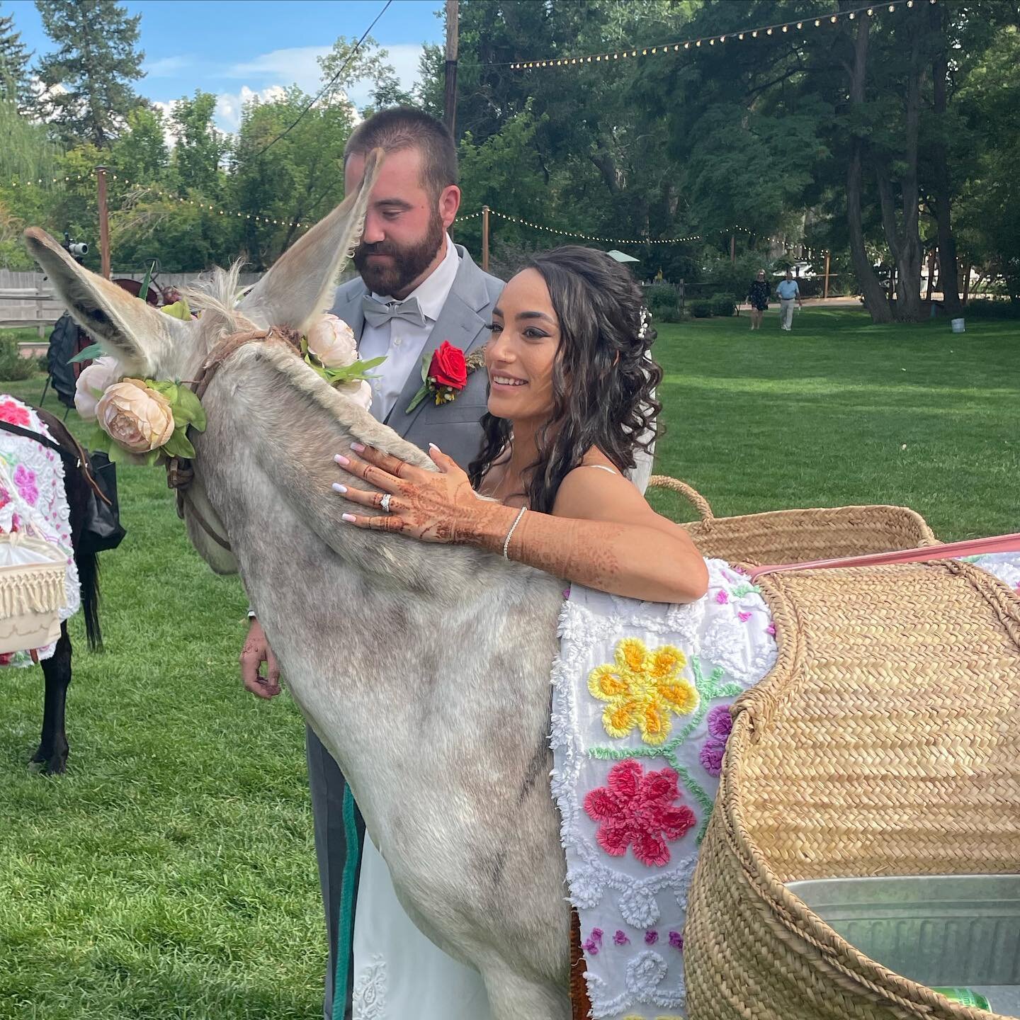 When the bride gives me a hug and then Iris and I proceed to smother their guests with affection @lyonsfarmette @dahliaeventslyons @sugarpinecatering thank you #coloradoweddings #bestweddingideas #donkeys