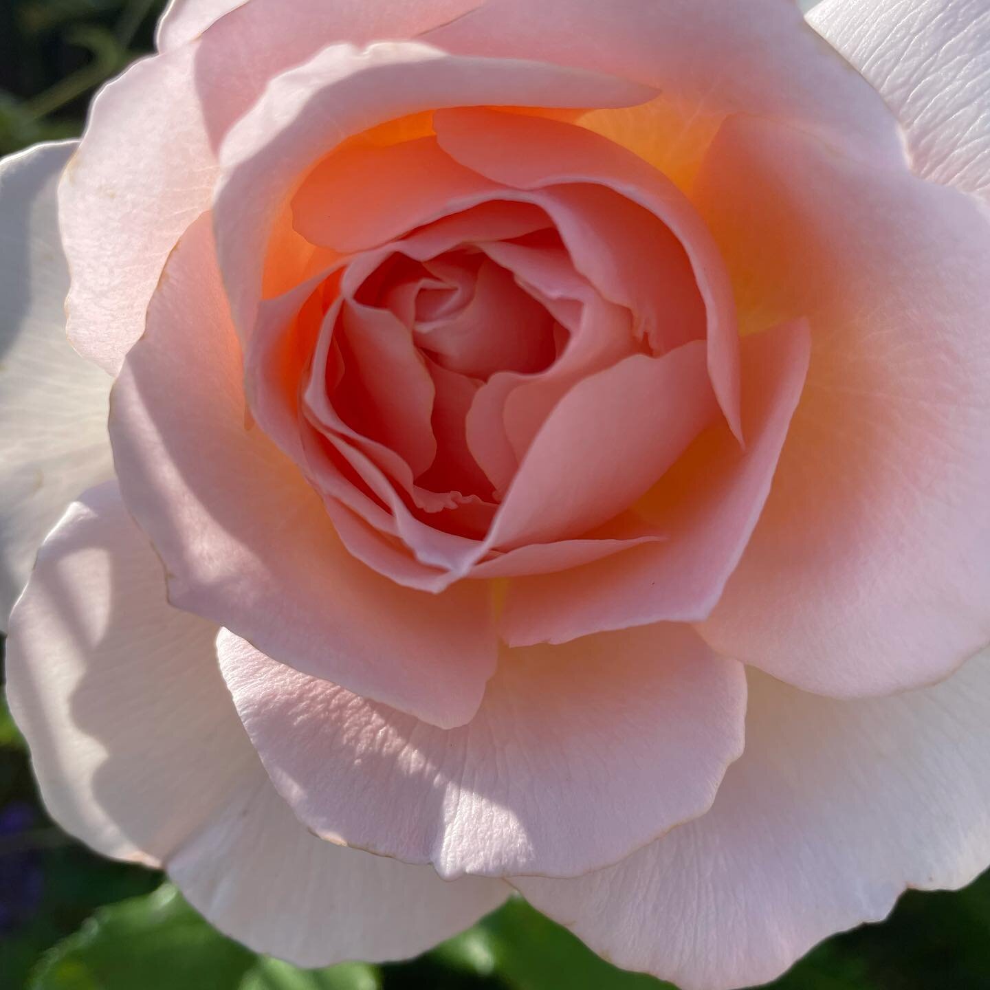 The roses are appreciating the sun after all the rain. R &lsquo;Chandos Beauty&rsquo; is just the perfect rose - love it for its smell, healthy foliage and beautiful flower. R &lsquo;Olivia Rose Austin&rsquo; is a proper welcome by the front door und