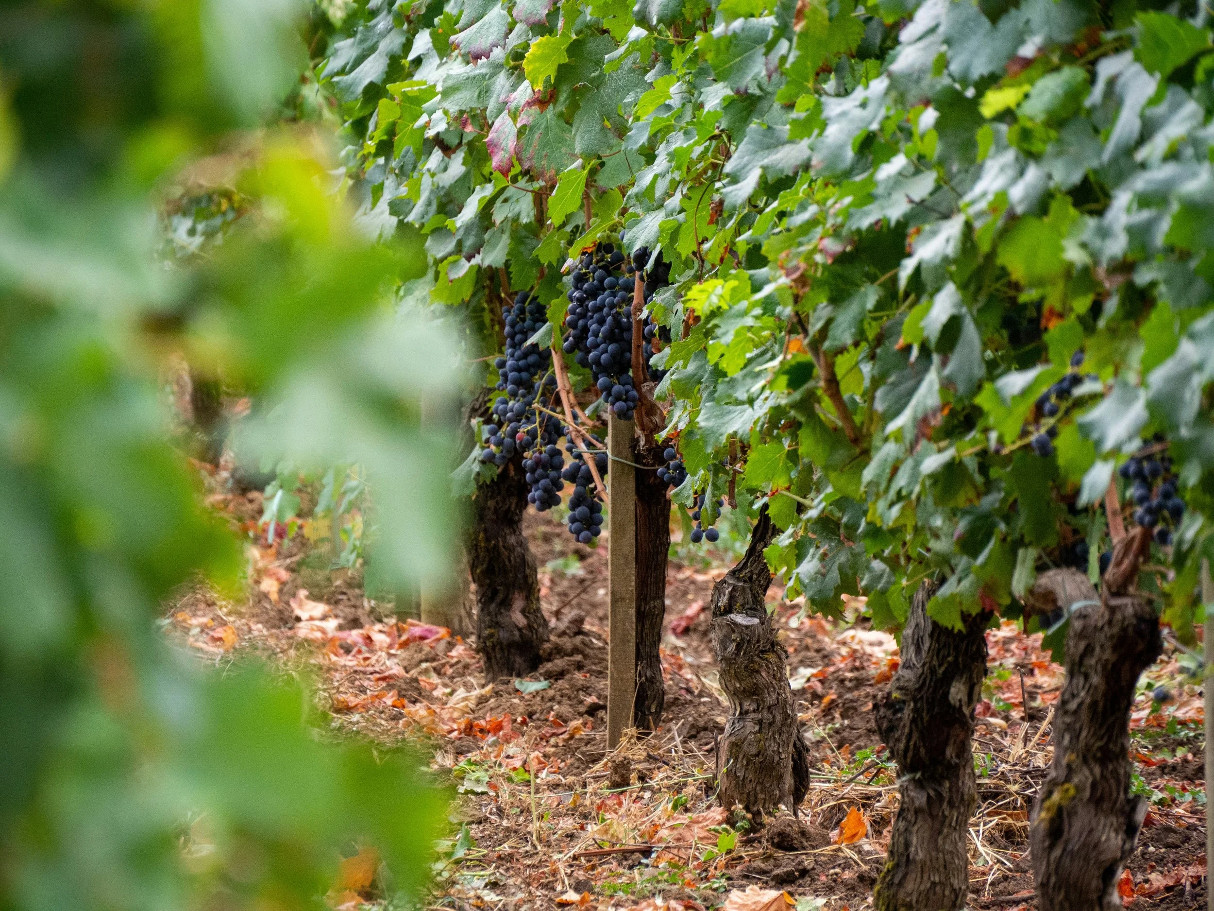 Grenache Tasting Event (click here to register)