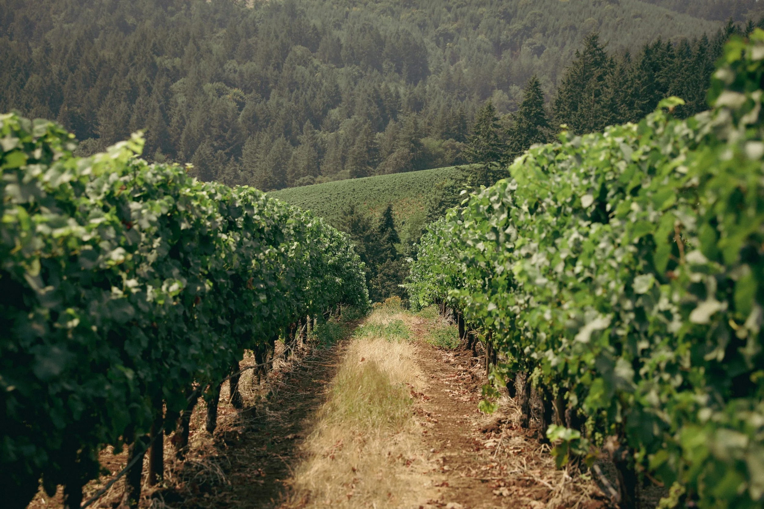 Oregon vs. Washington Tasting Event (Click here to register)