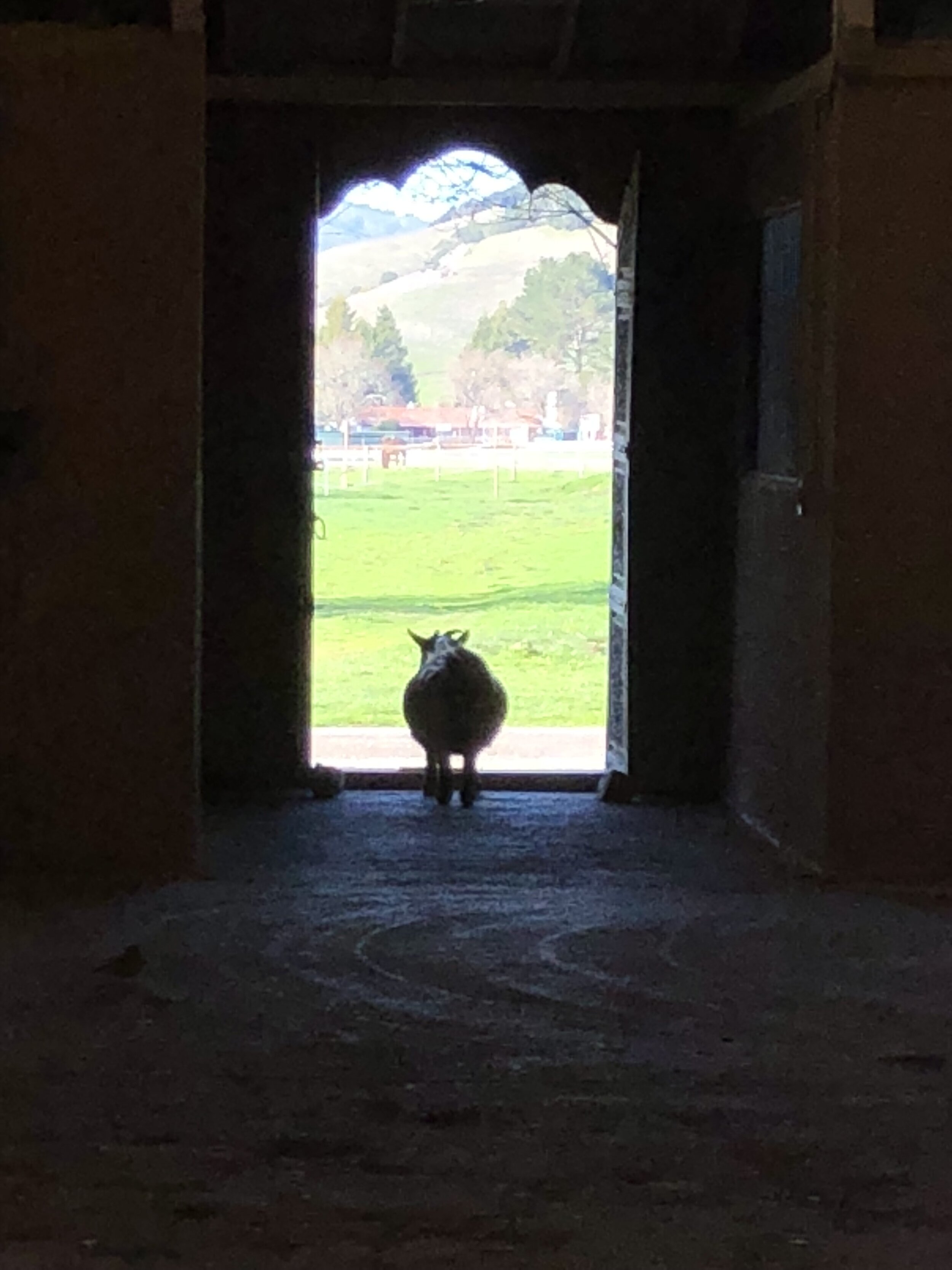 IMG_0447.jpeg