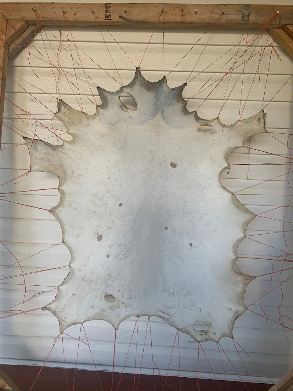 Sarah West artist sheepskin rawhide.jpeg