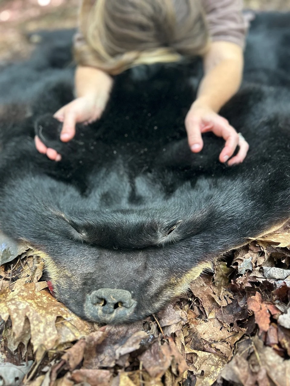 Sarah West artist beloved bear.jpeg