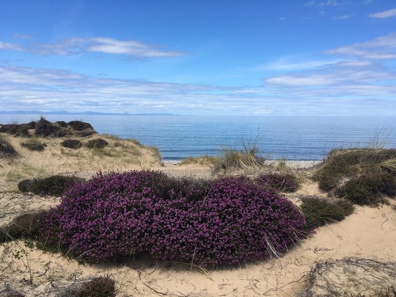 Heather in the dunes Scotland by Sarah West.jpg