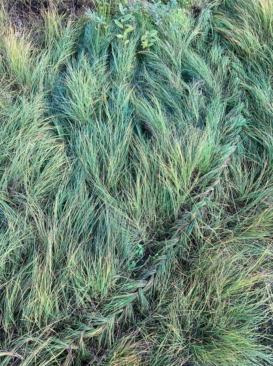 Sarah West eco arts braided grass.png