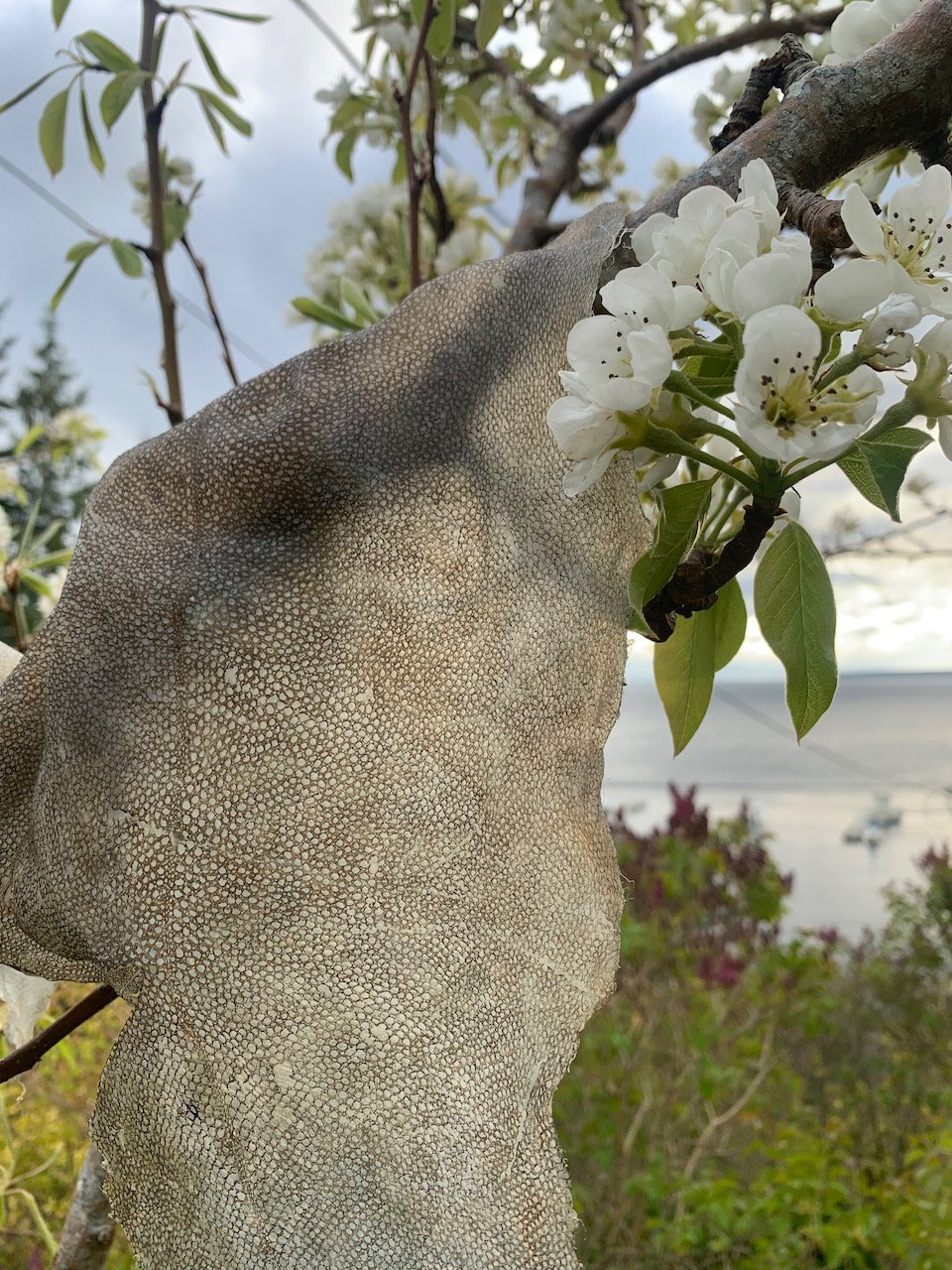 Sarah West artist fish skin and pear.jpeg