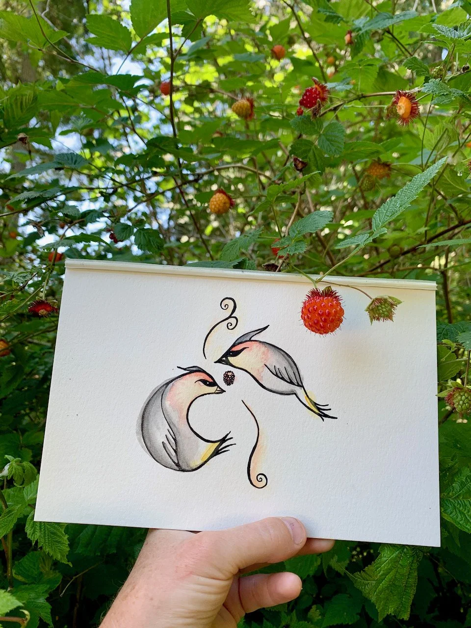 Sarah West artist cedar waxing watercolour.jpeg